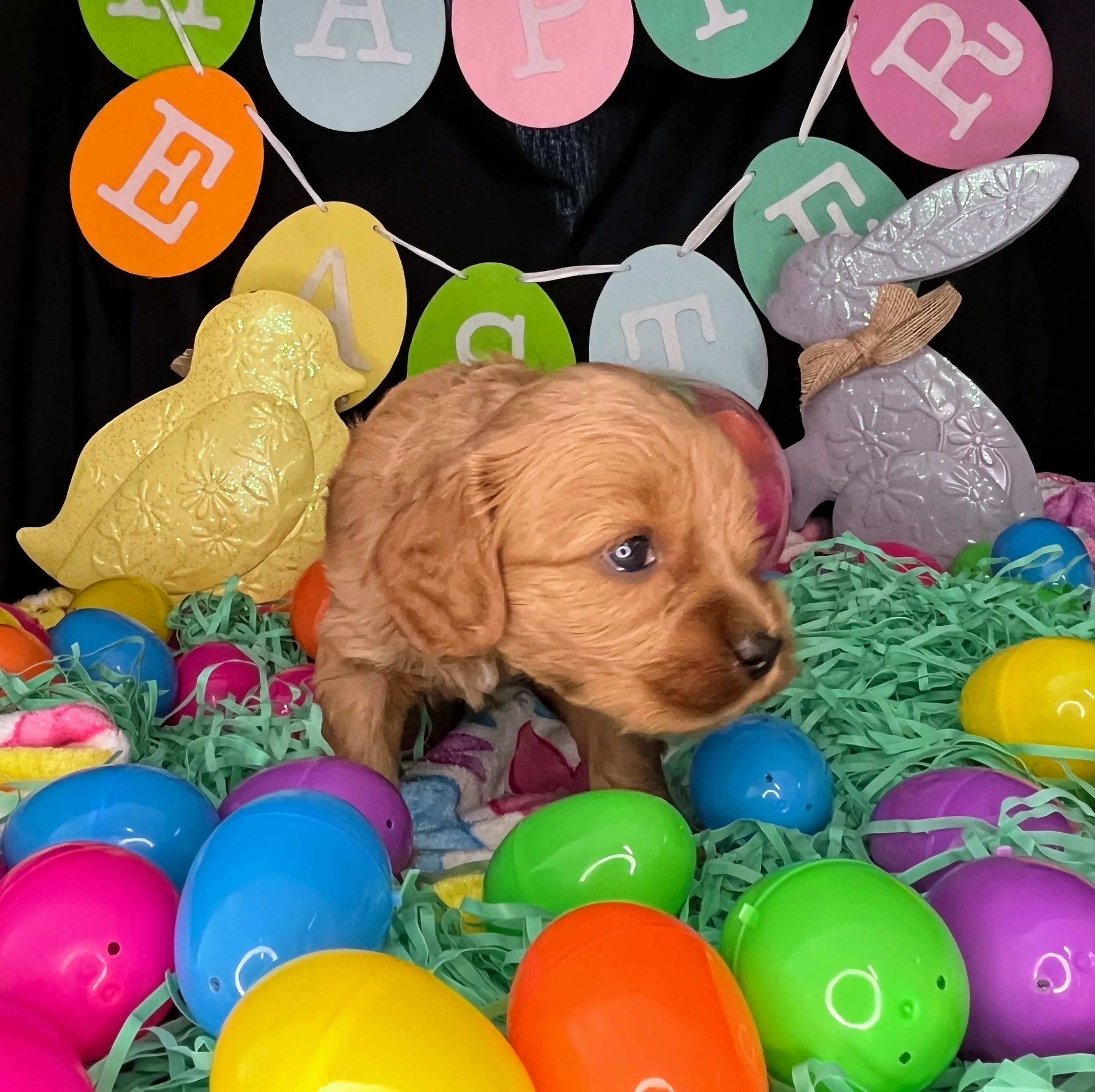 Caprice 04032026 (3).jpg