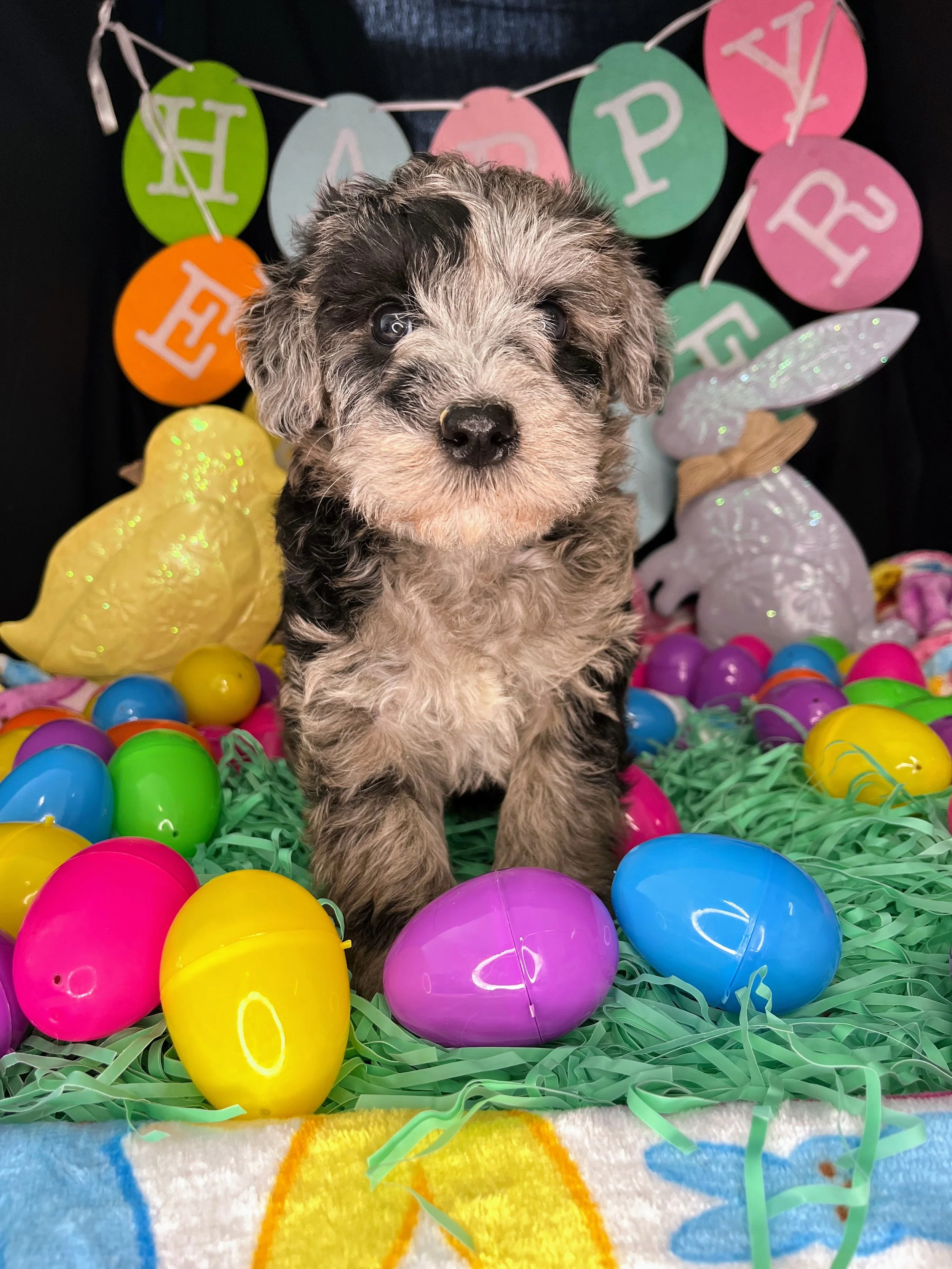 Lindor 04032026 (3).jpg