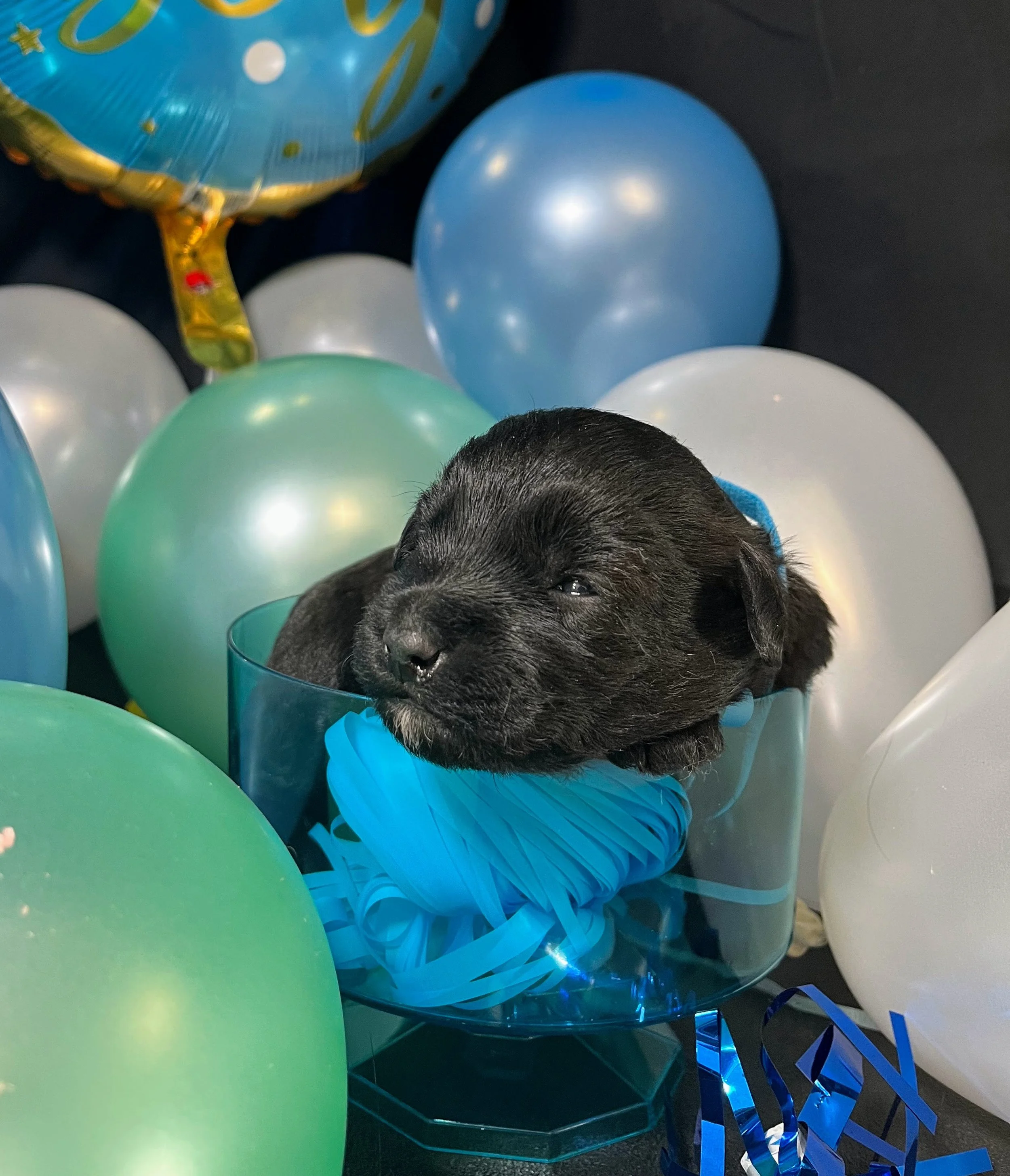 Blue boy - Mars (3).jpg