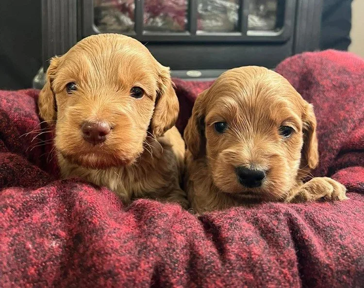 Cockapoo Boys #1.jpg