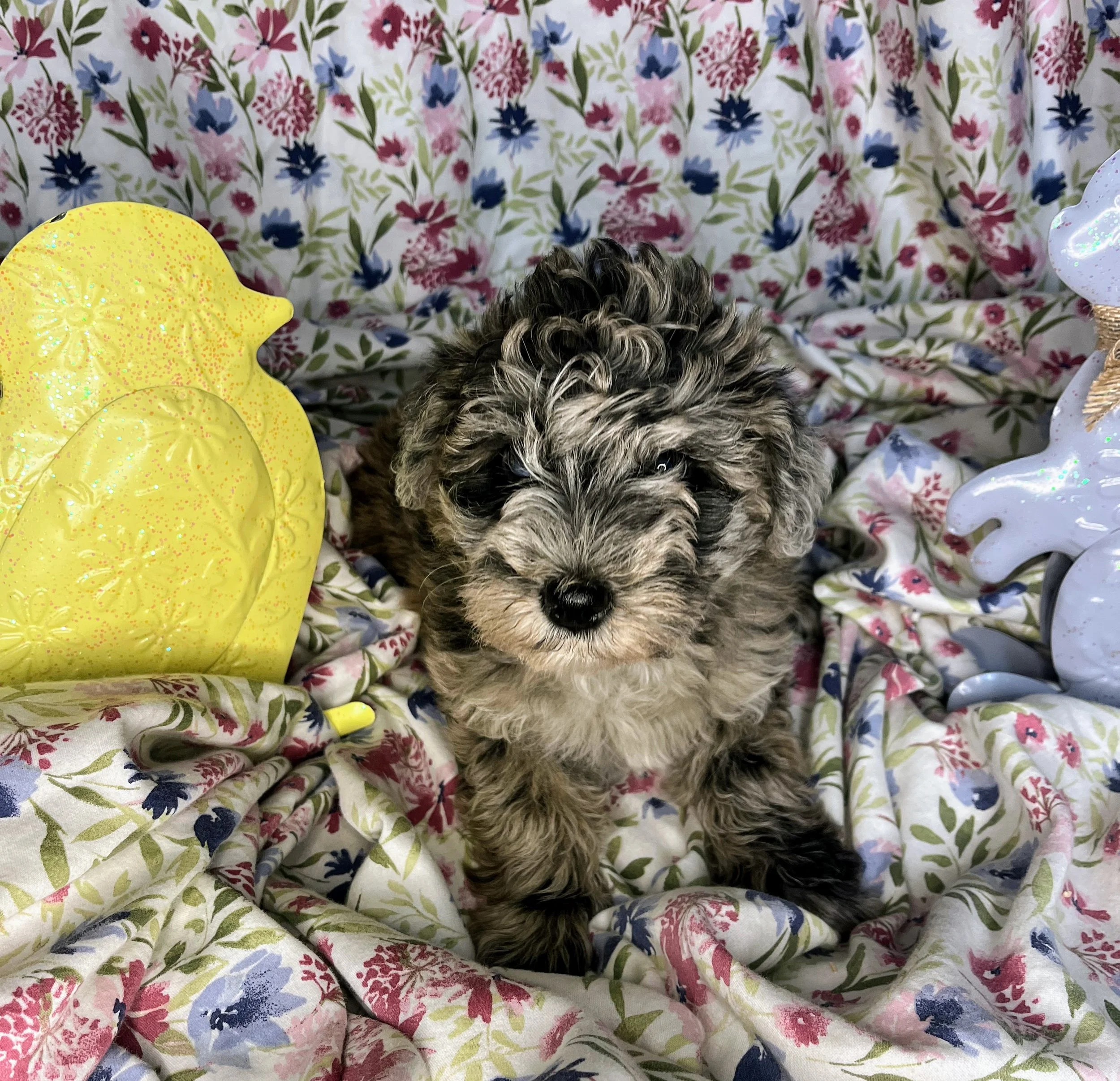 Twix 04132026 (3).jpg