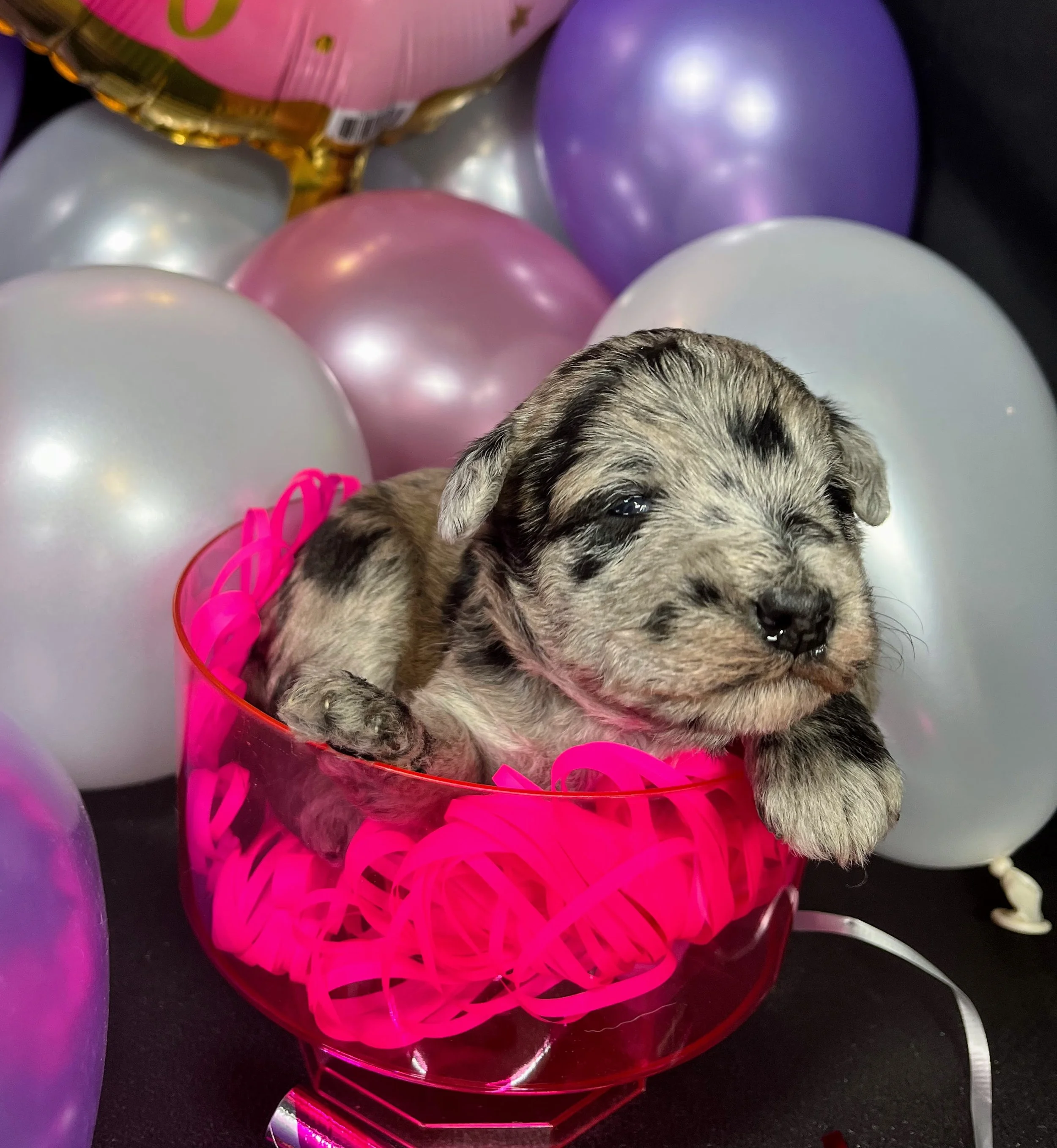 Pink girl - Twix (3).jpg