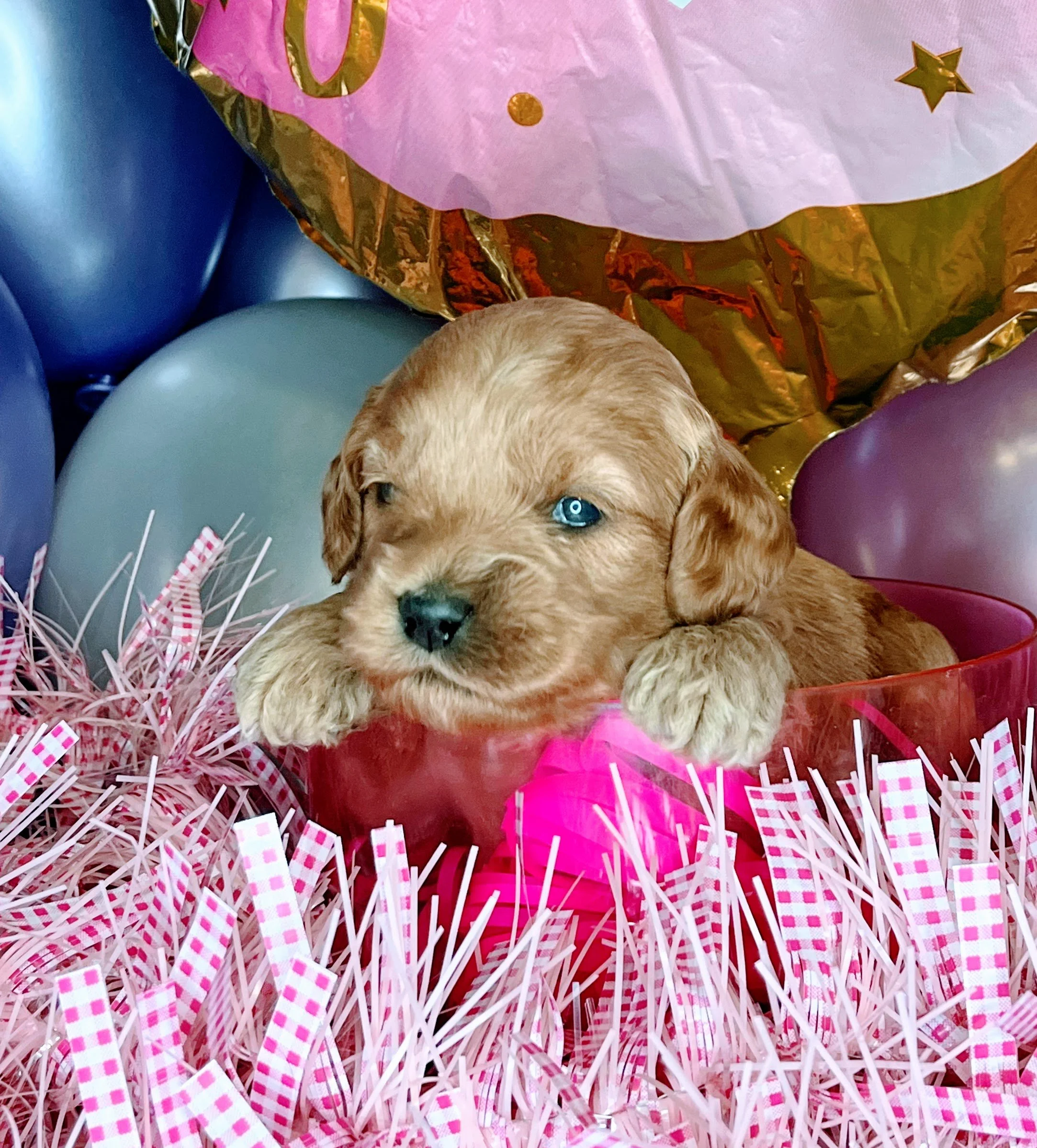 Vega - black (1).jpg