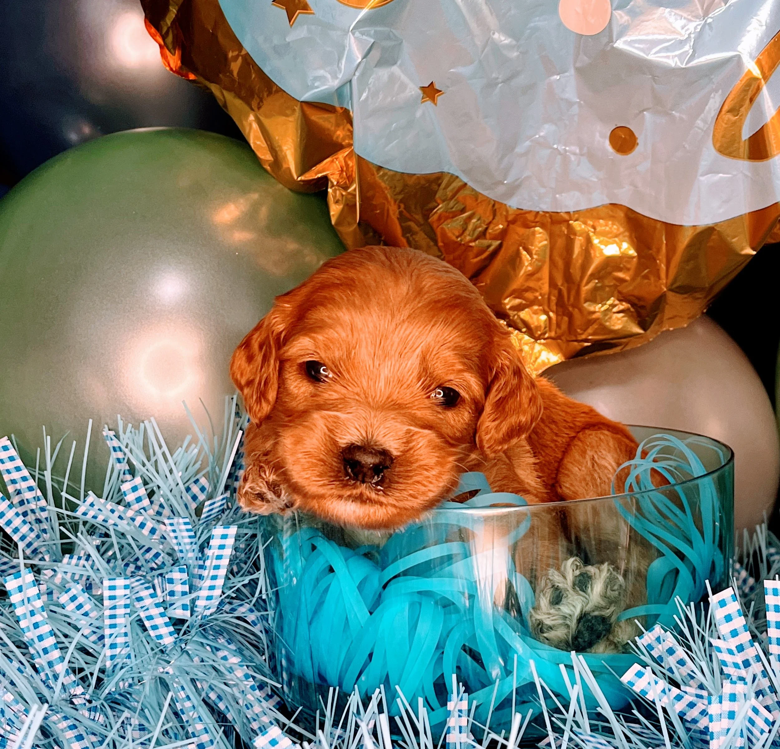 Astro - green (4).jpg