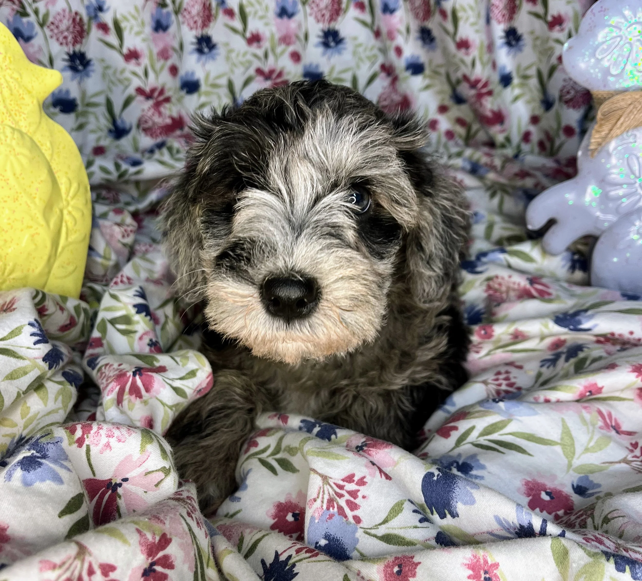 Lindor 04132026 (1).jpg