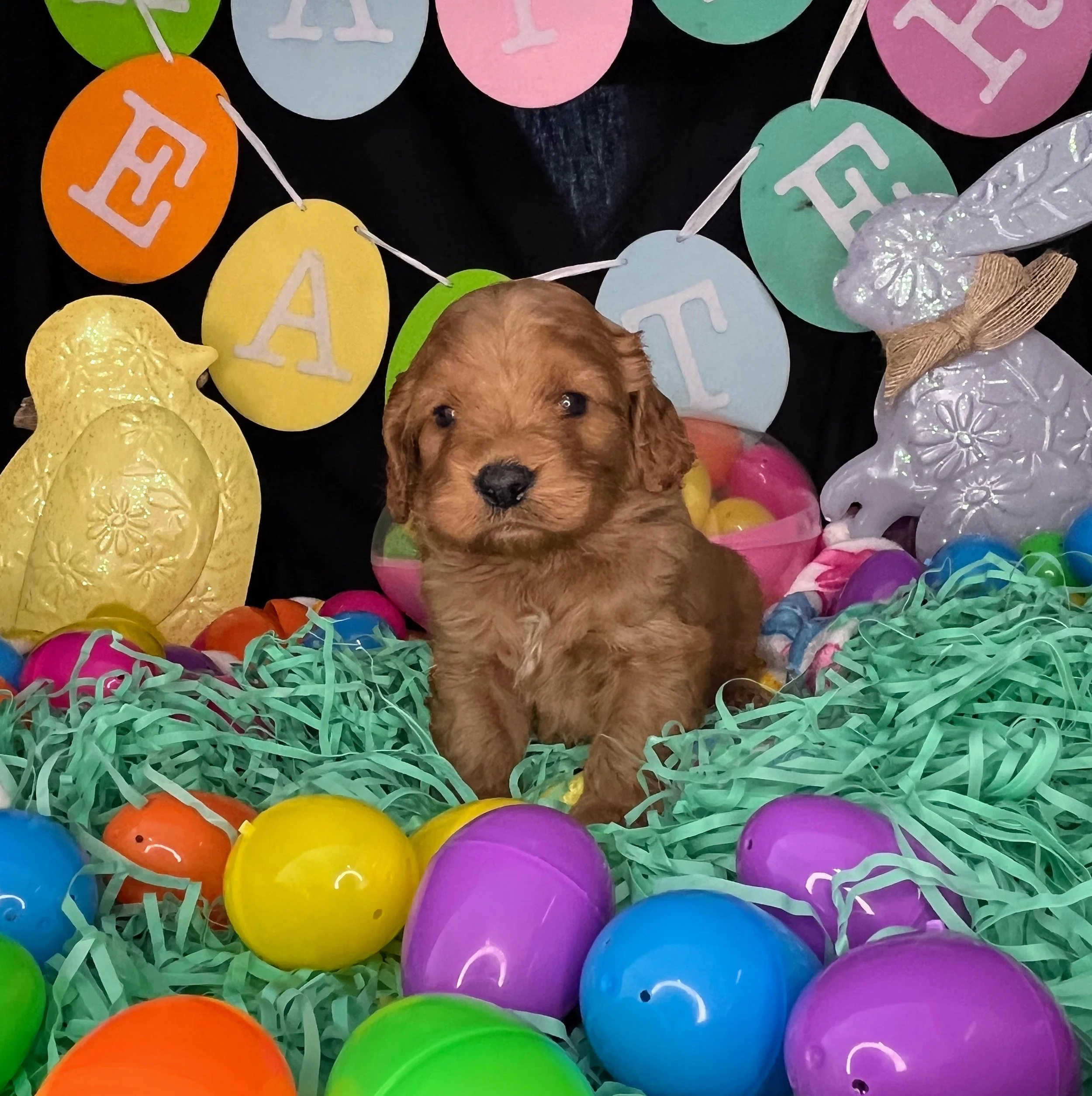 Monte 04032026 (1).jpg