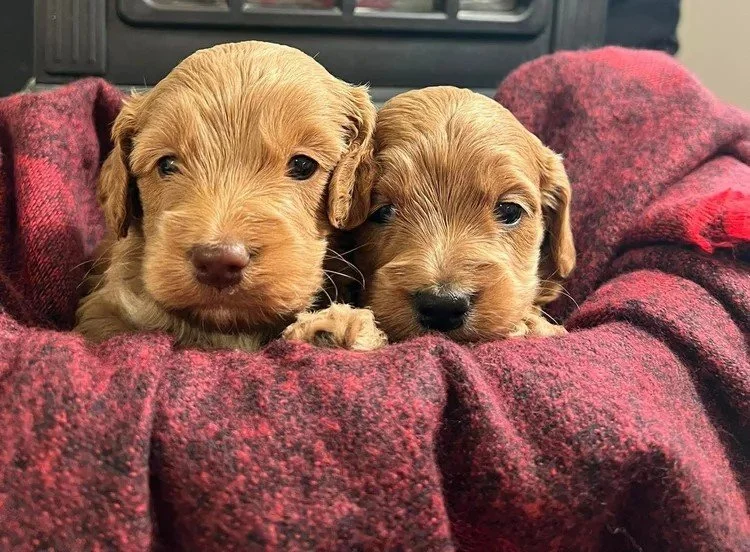 Cockapoo Boys #2.jpg