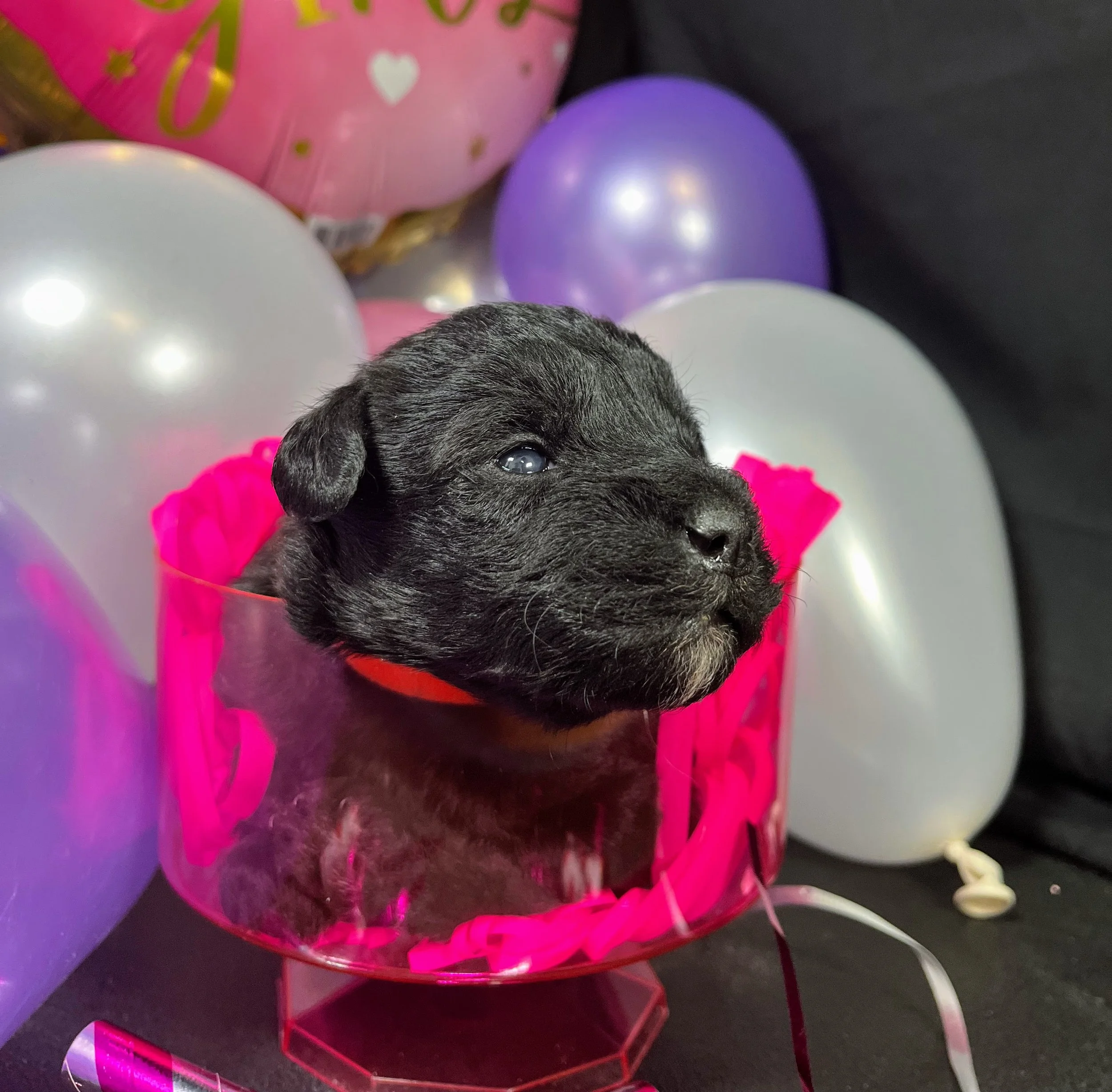 Orange girl - Rolo (4).jpg