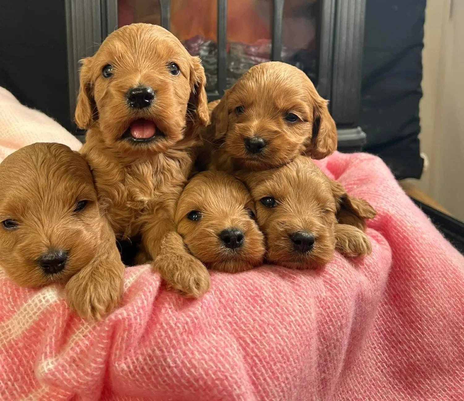 Cockapoo Girls #1.jpg