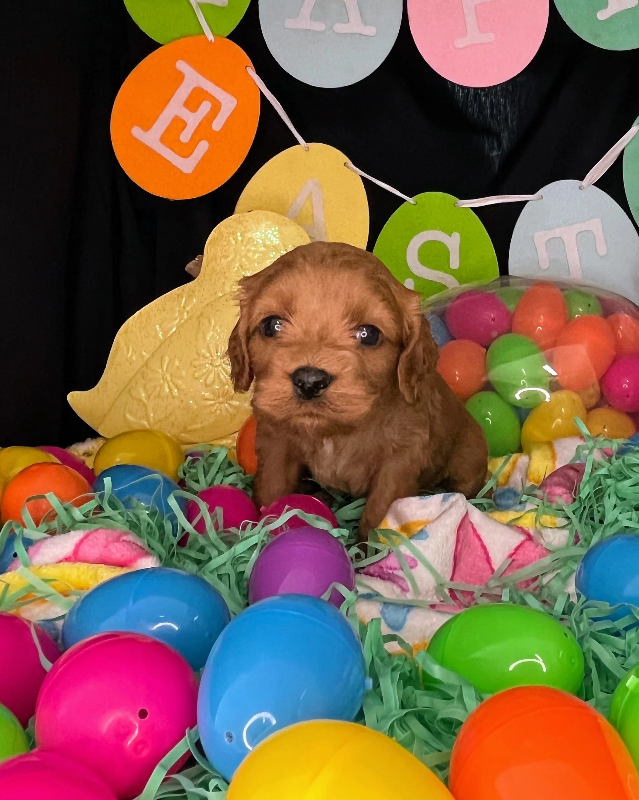 Caprice 04032026 (1).jpg