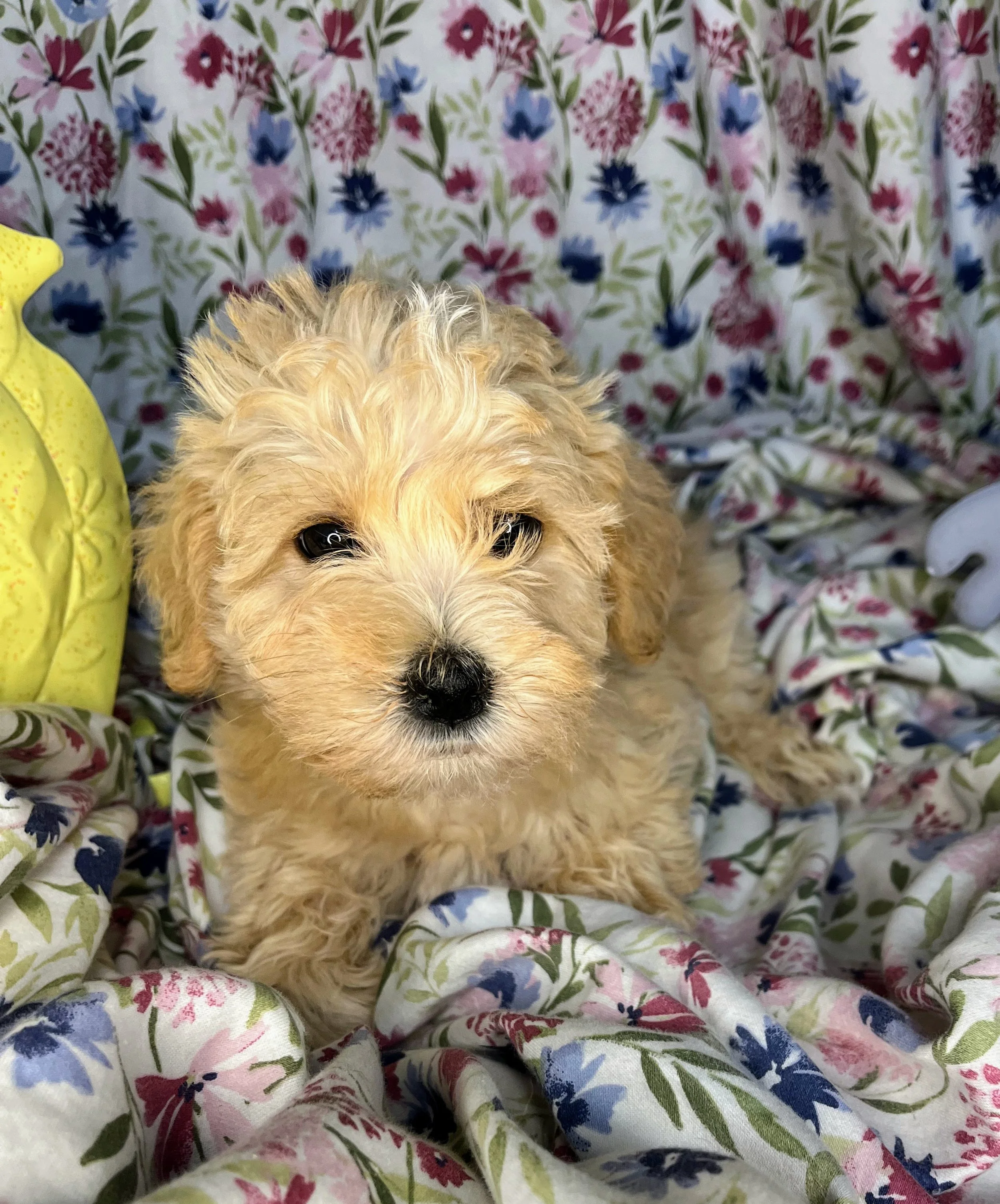 Snickers 04132026 (1).jpg