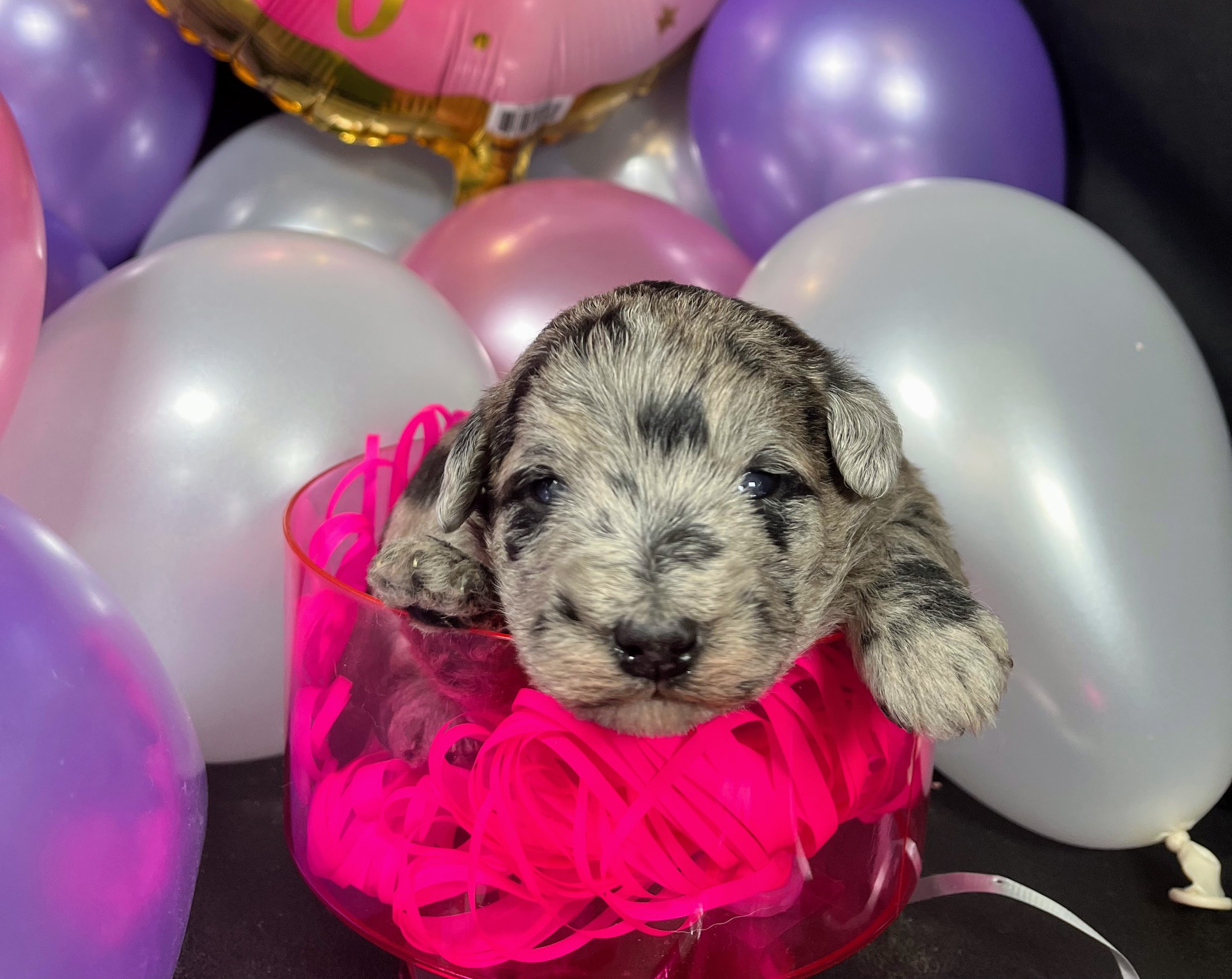 Pink girl - Twix (5).jpg