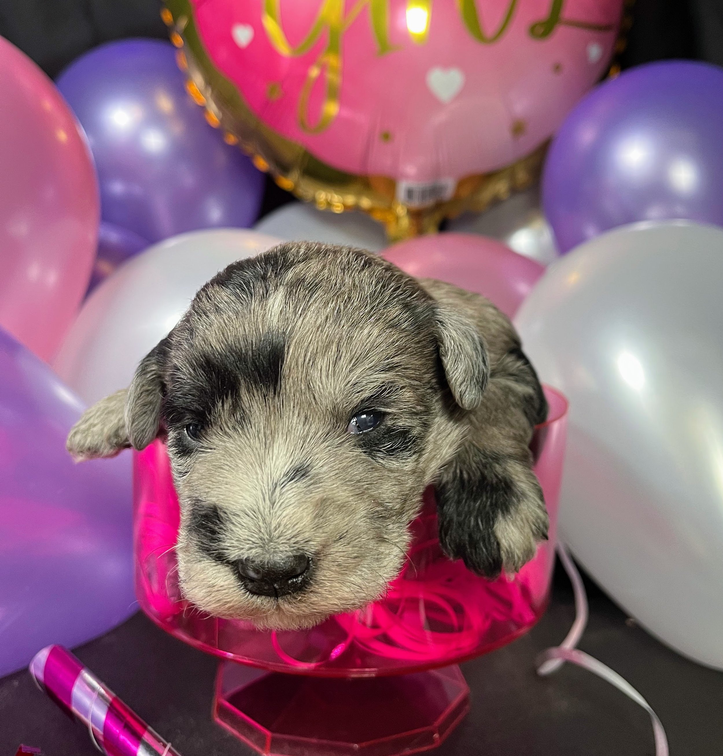 Yellow girl - Lindor (3).jpg