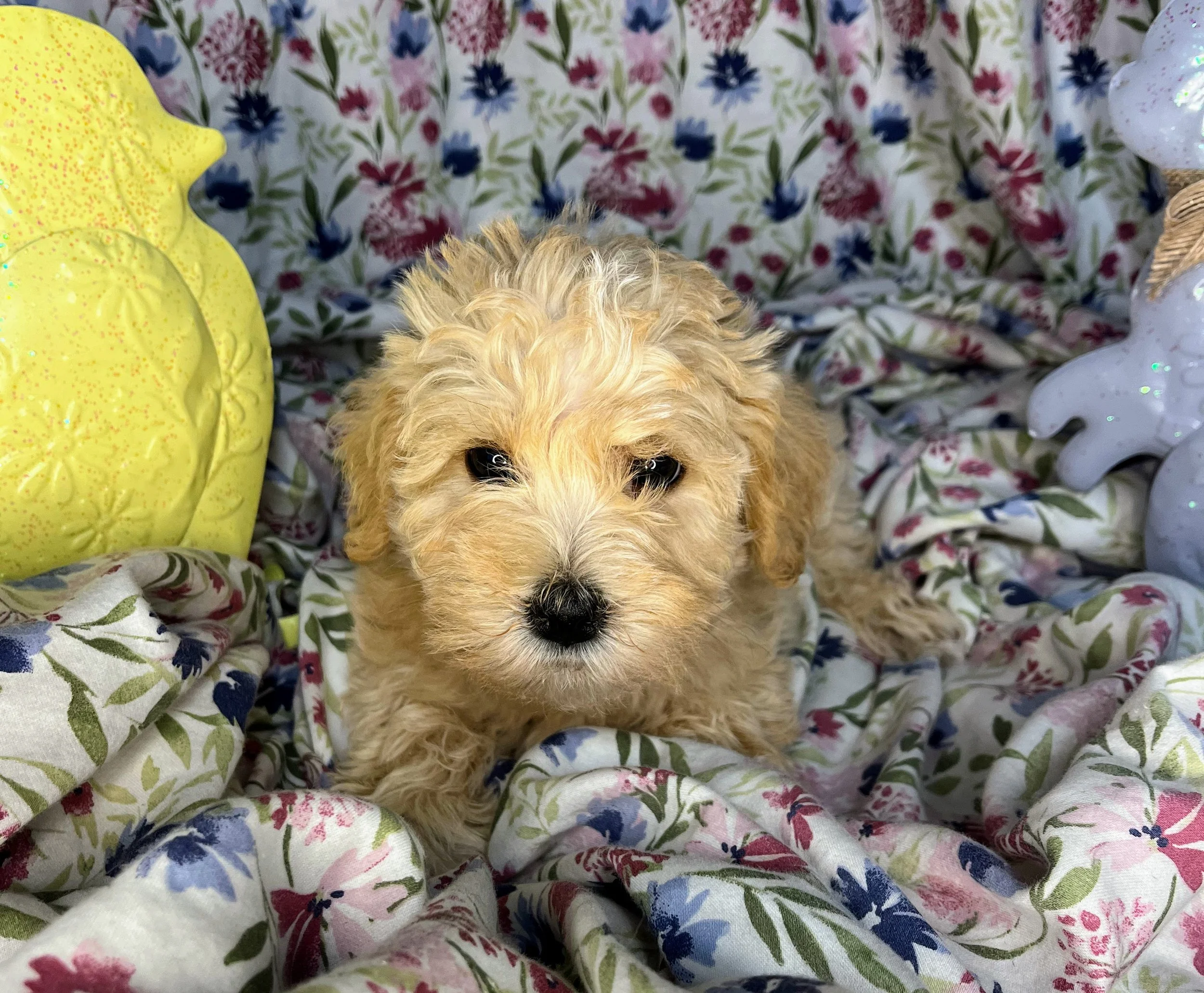 Snickers 04132026 (4).jpg