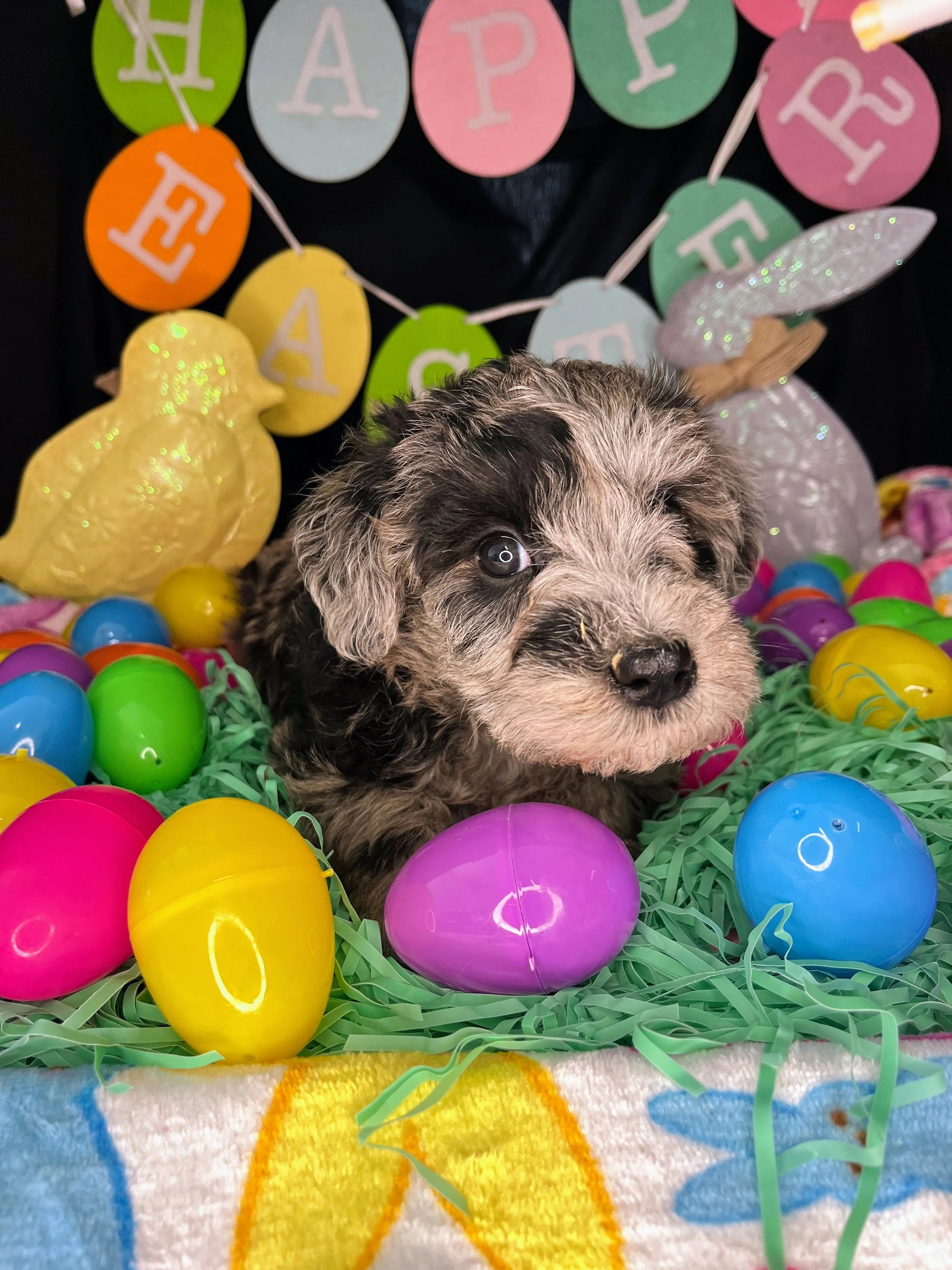 Lindor 04032026 (2).jpg