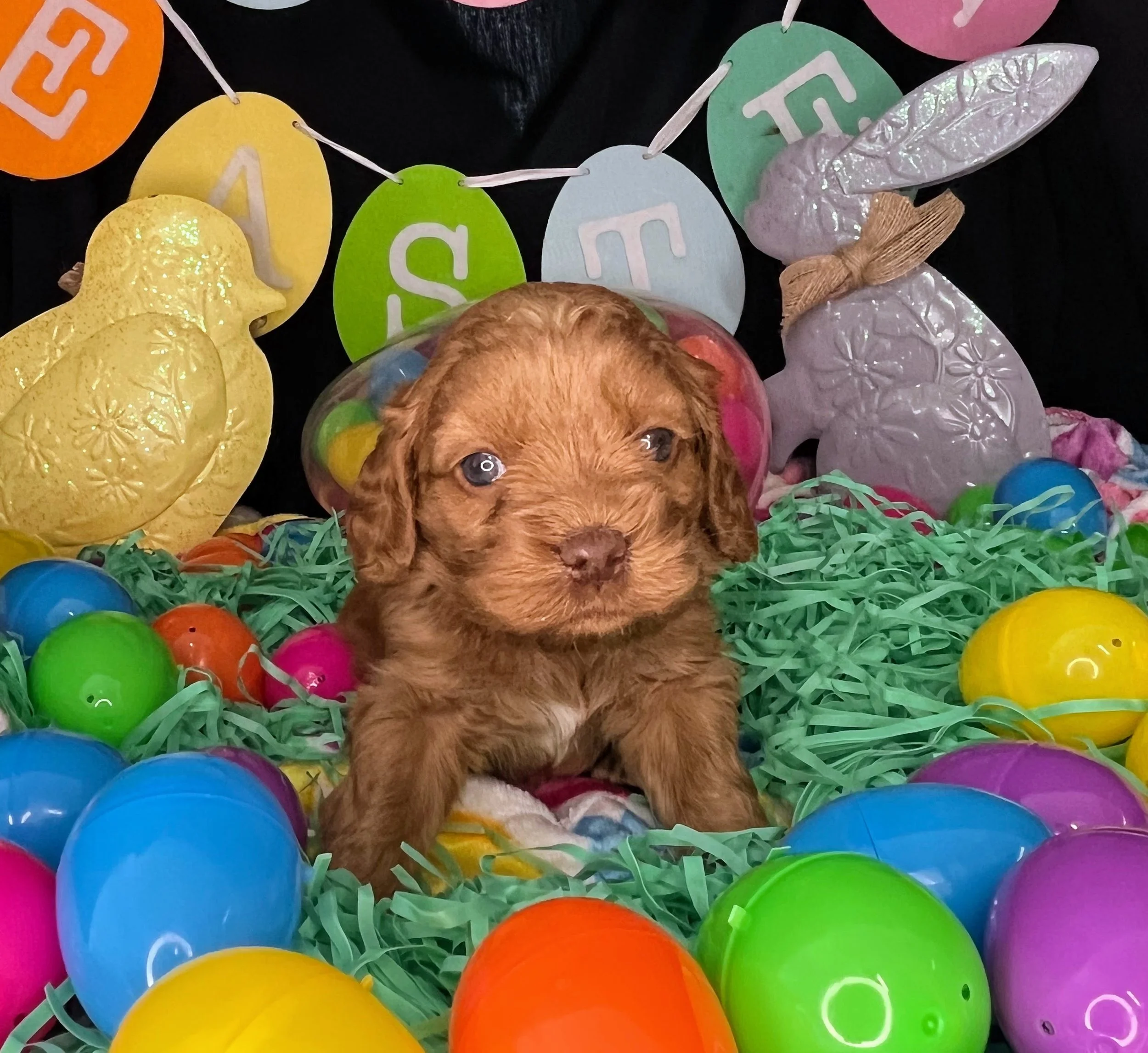 Chevelle 04032026 (3).jpg