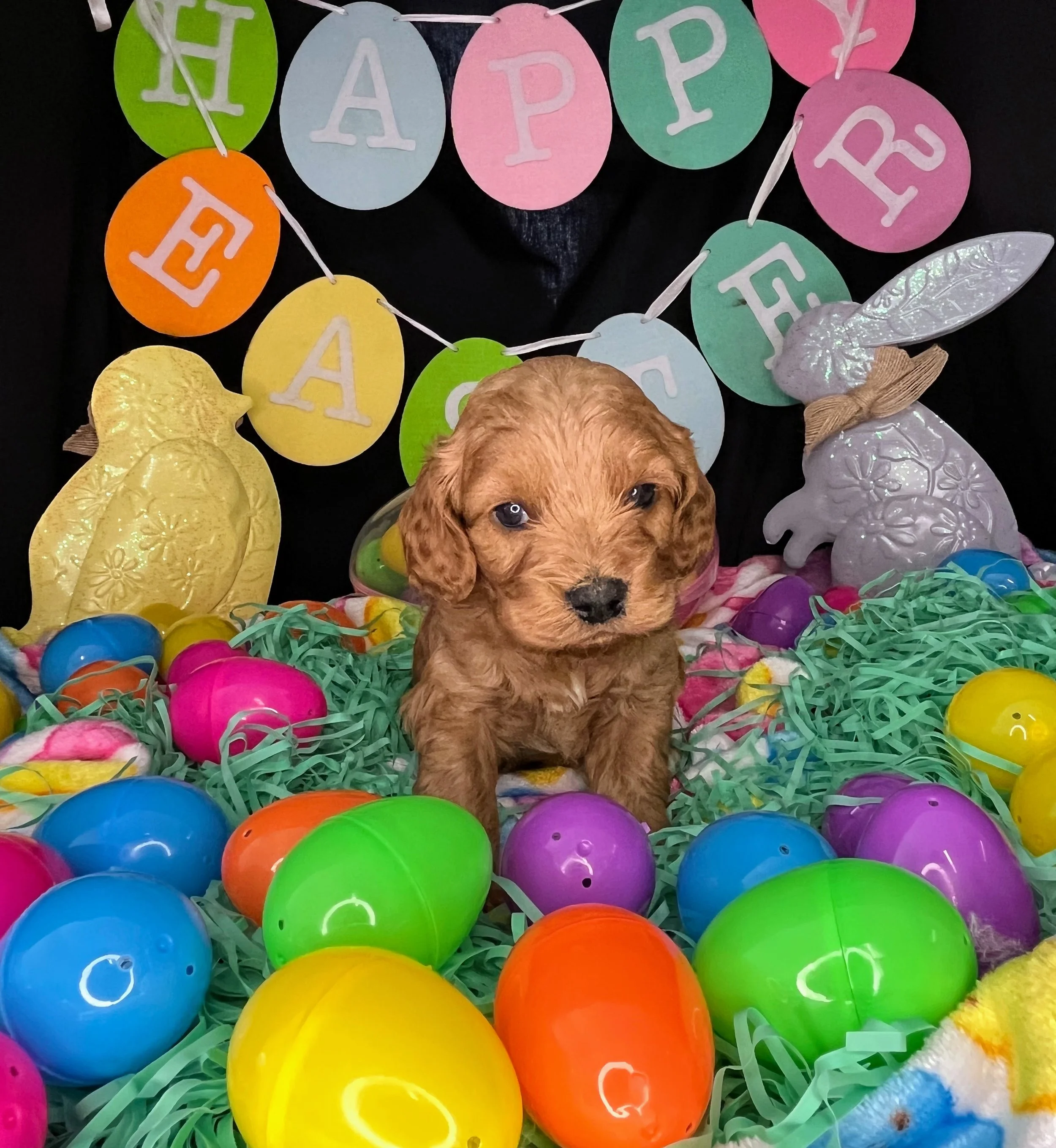 Hemi 04032026 (4).jpg