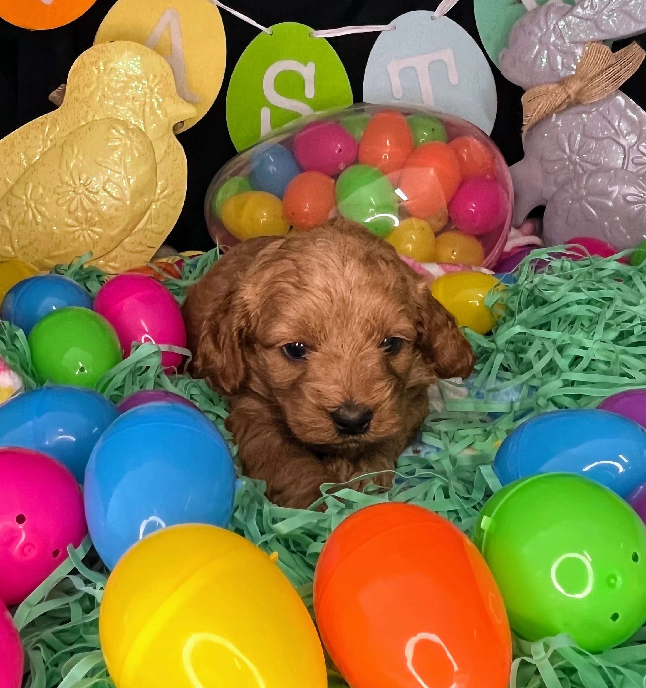 Vega 04032026 (2).jpg