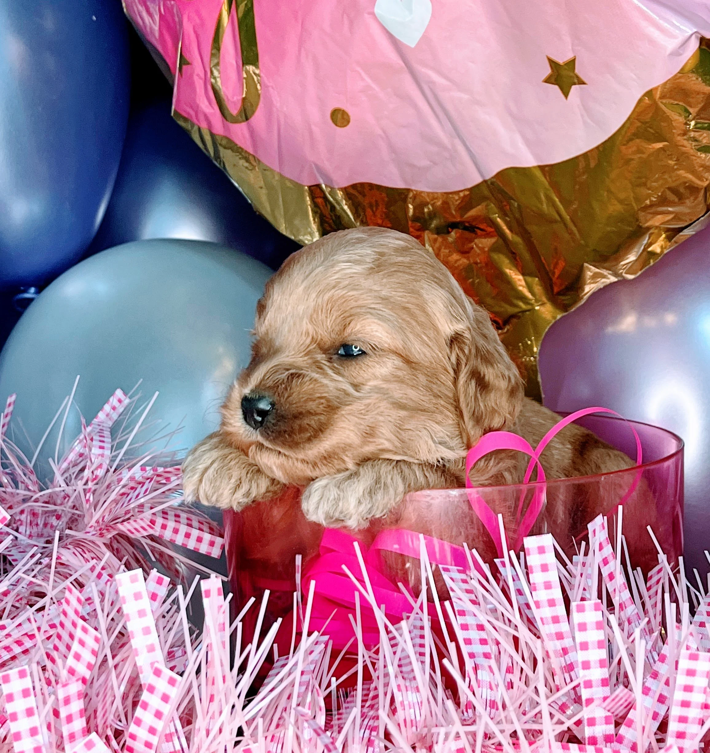 Vega - black (4).jpg