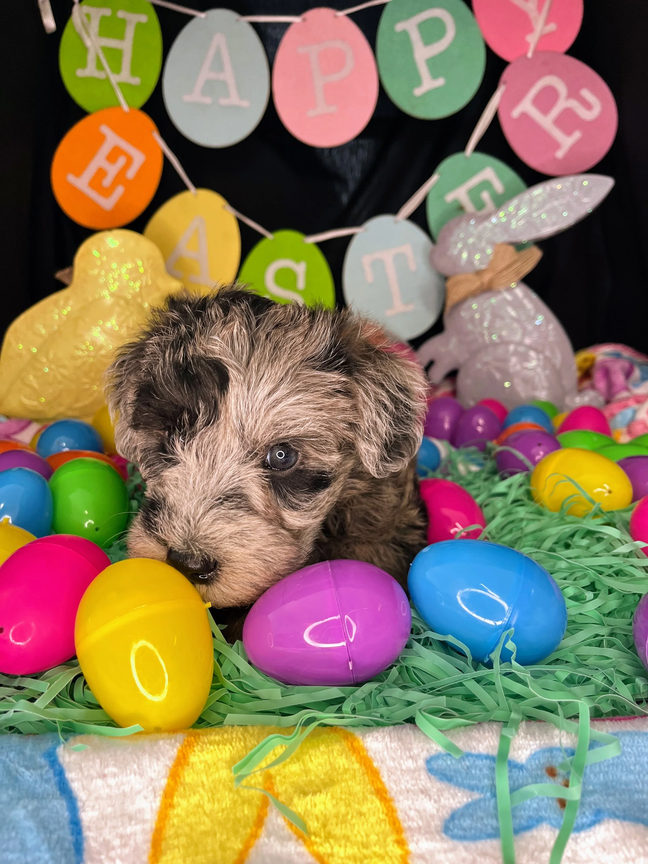 Lindor 04032026 (1).jpg