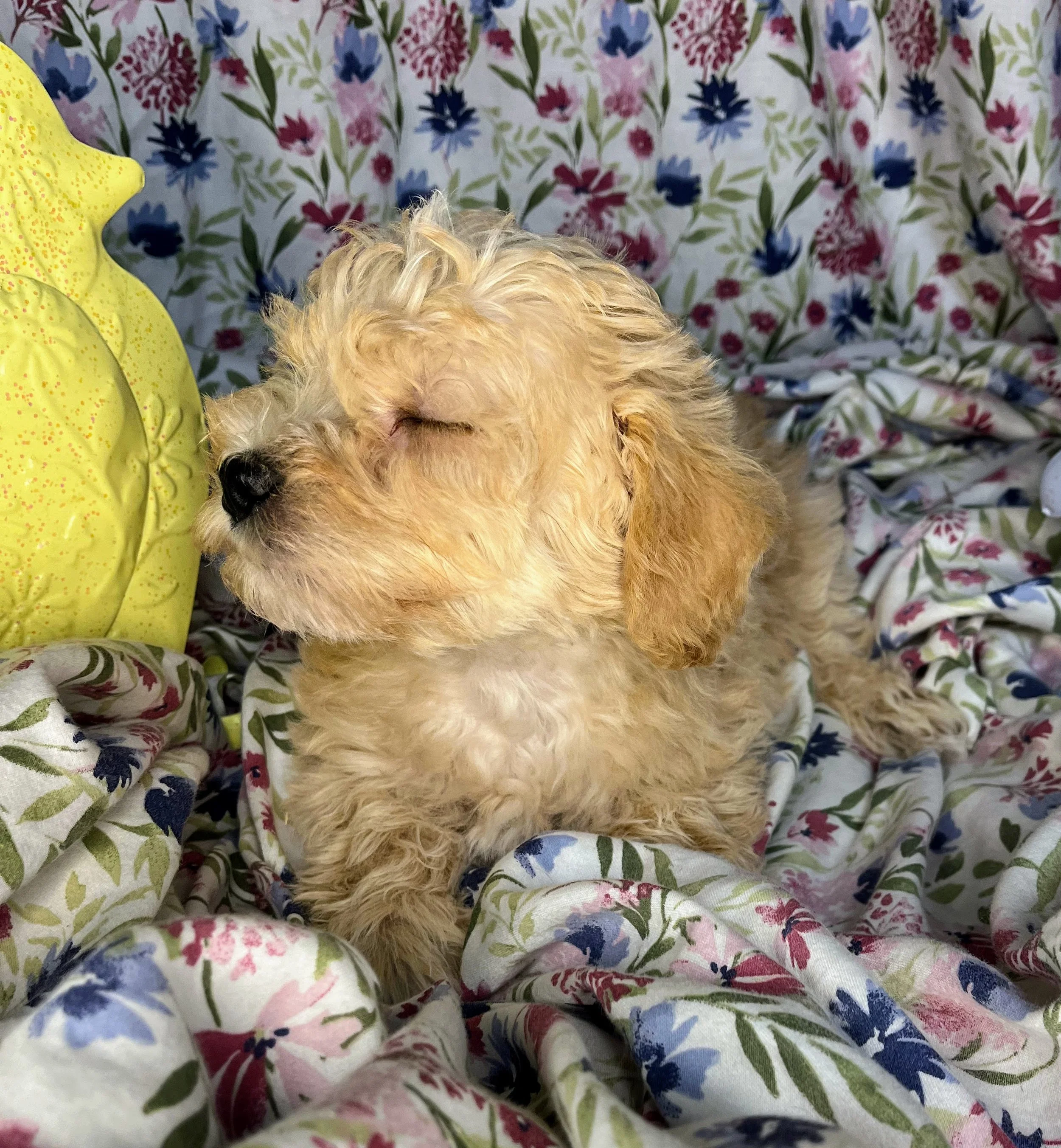 Snickers 04132026 (3).jpg