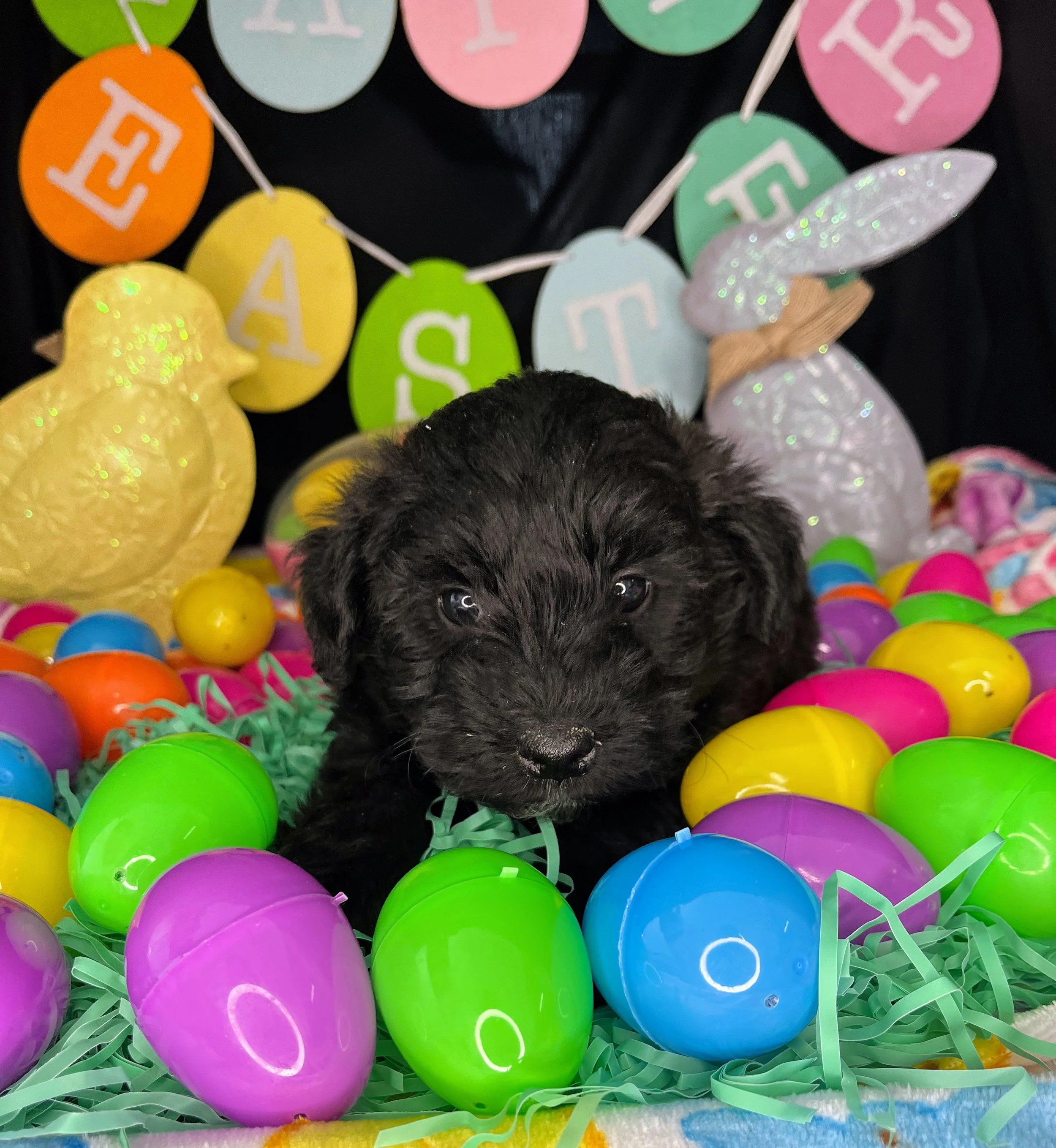 Rolo 04032026 (4).jpg