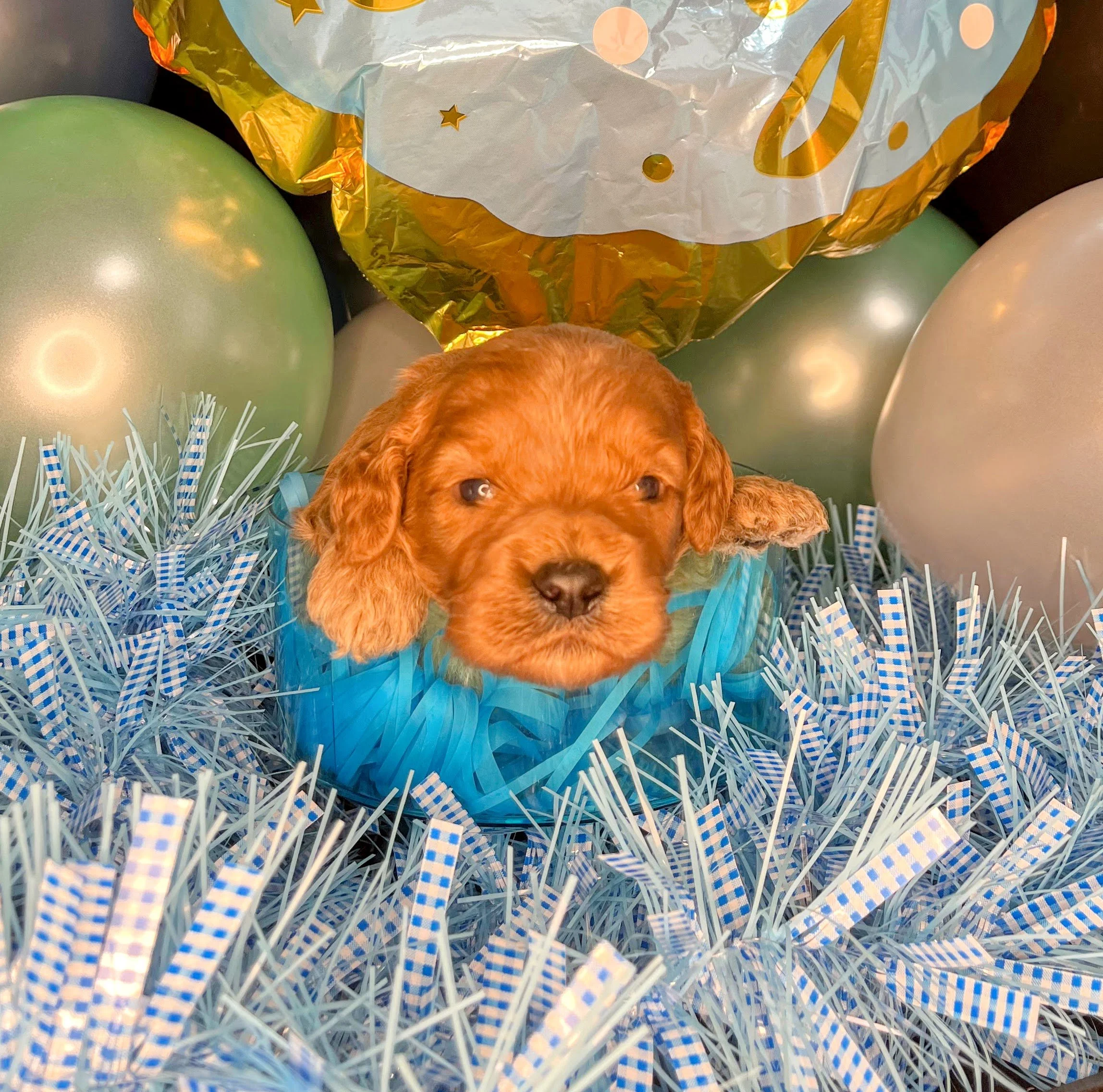 Monte - blue (1).jpg