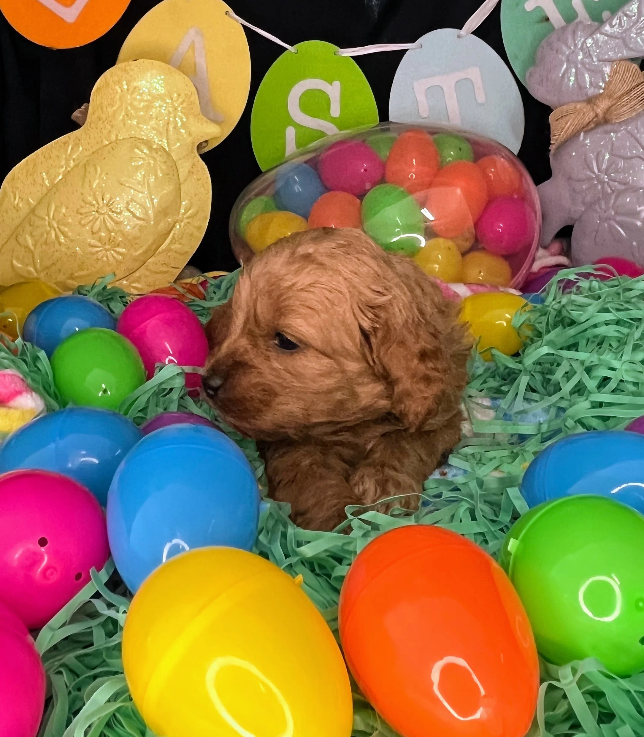 Vega 04032026 (3).jpg