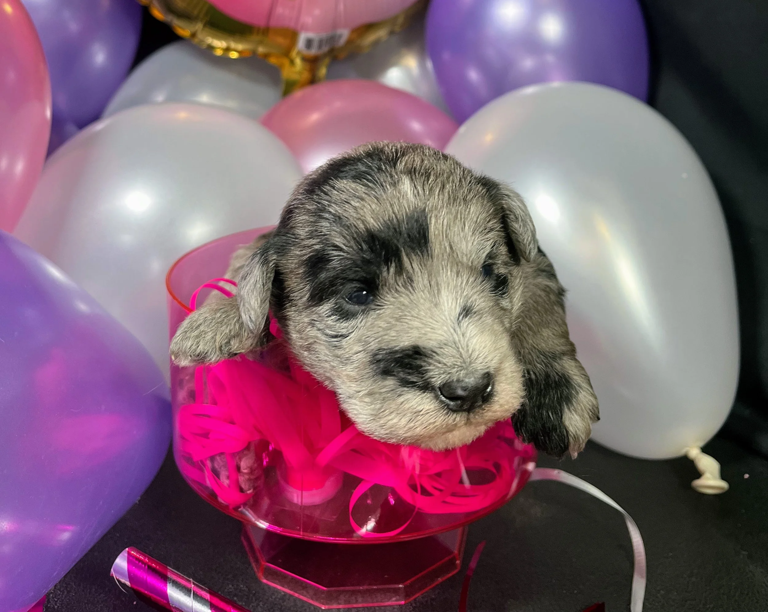 Yellow girl - Lindor (4).jpg