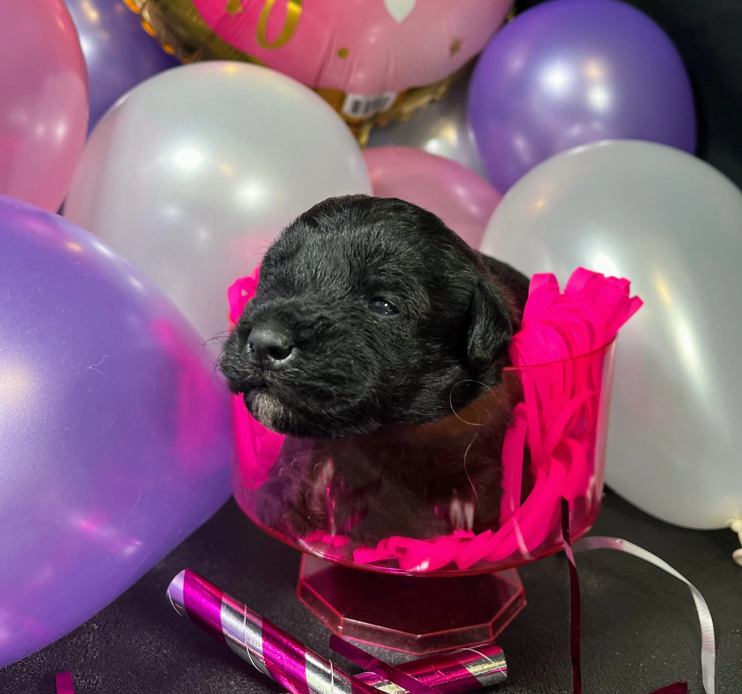 Orange girl - Rolo (2).jpg