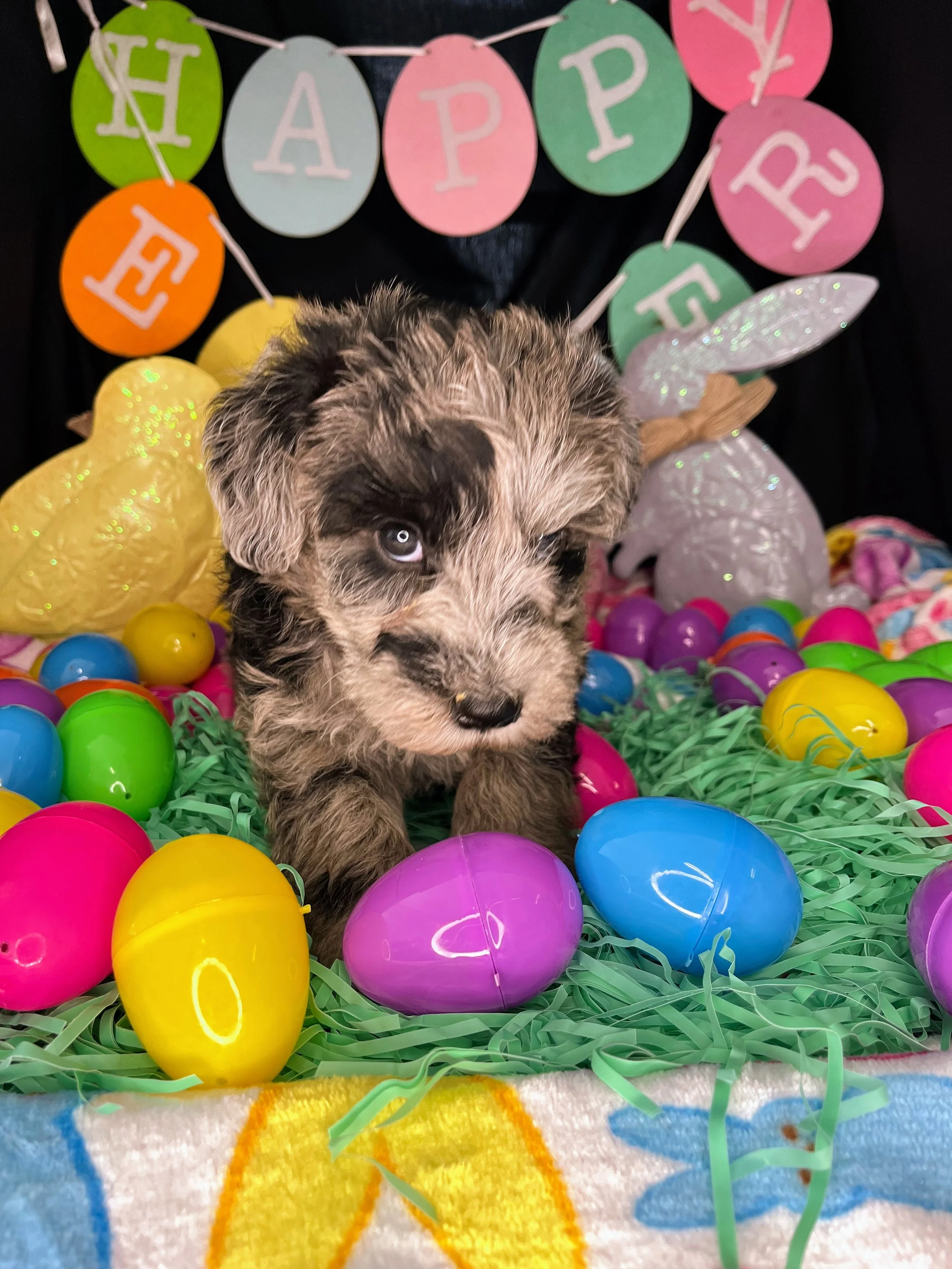 Lindor 04032026 (5).jpg