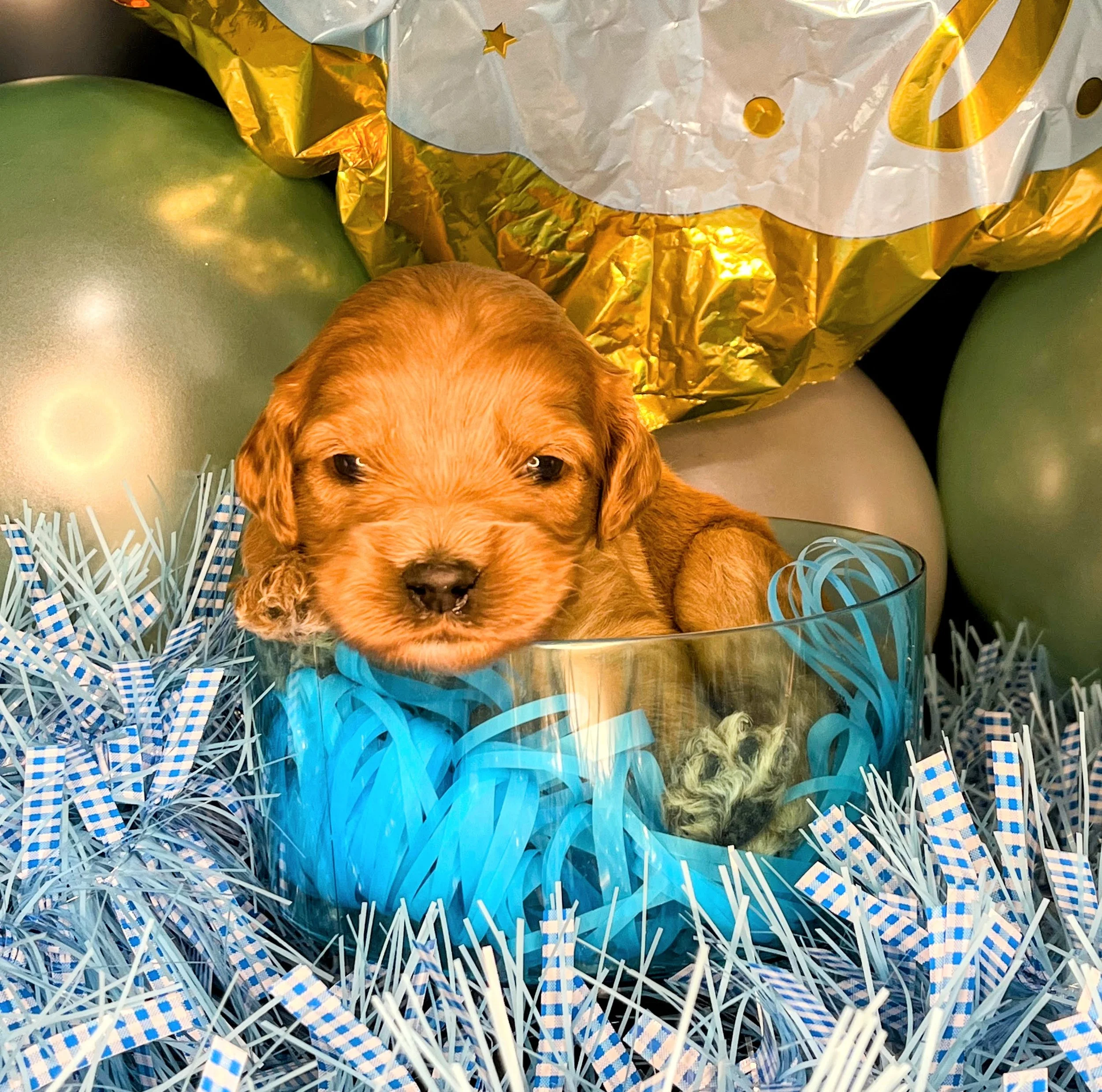 Astro - green (2).jpg