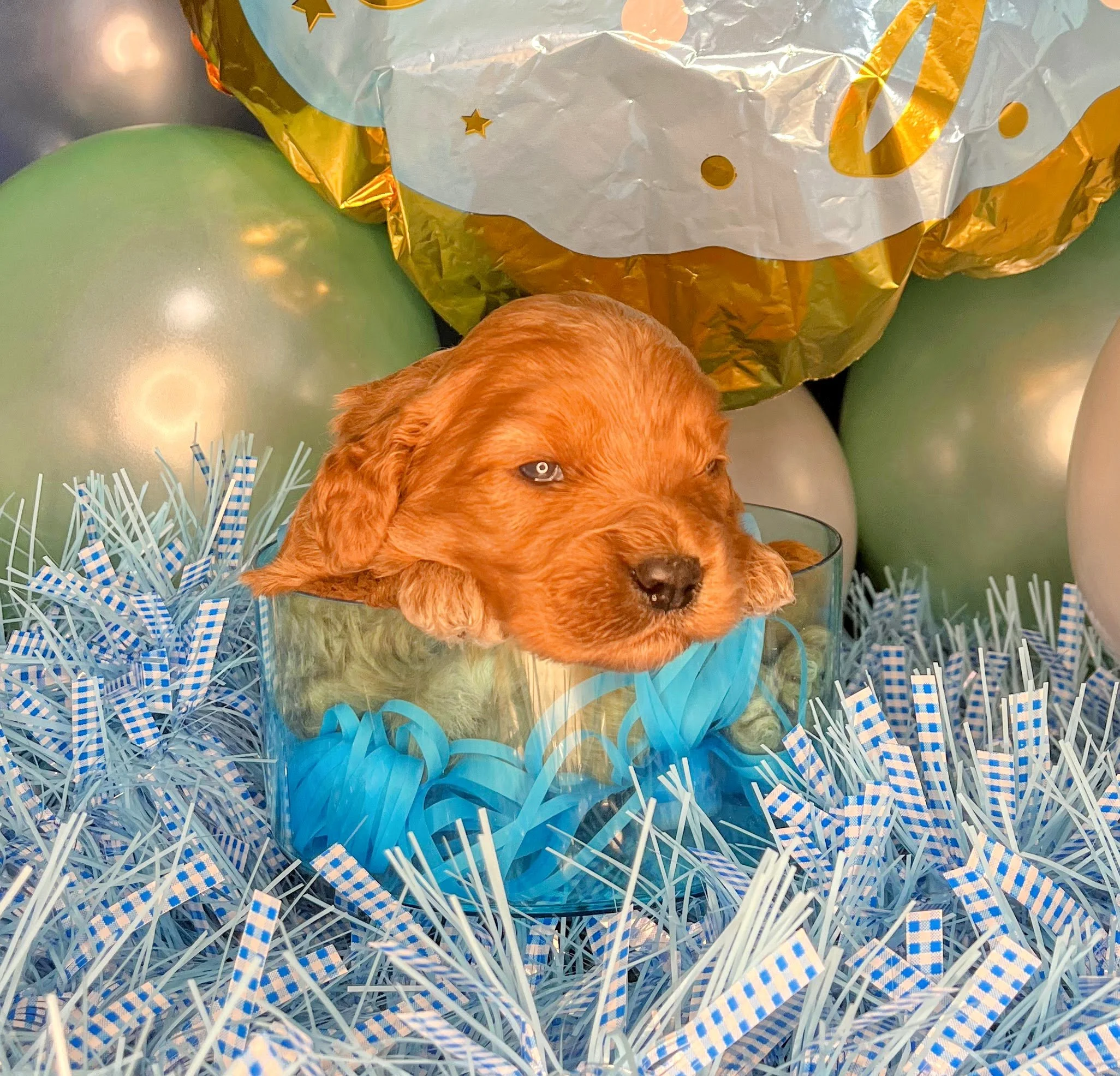 Monte - blue (2).jpg