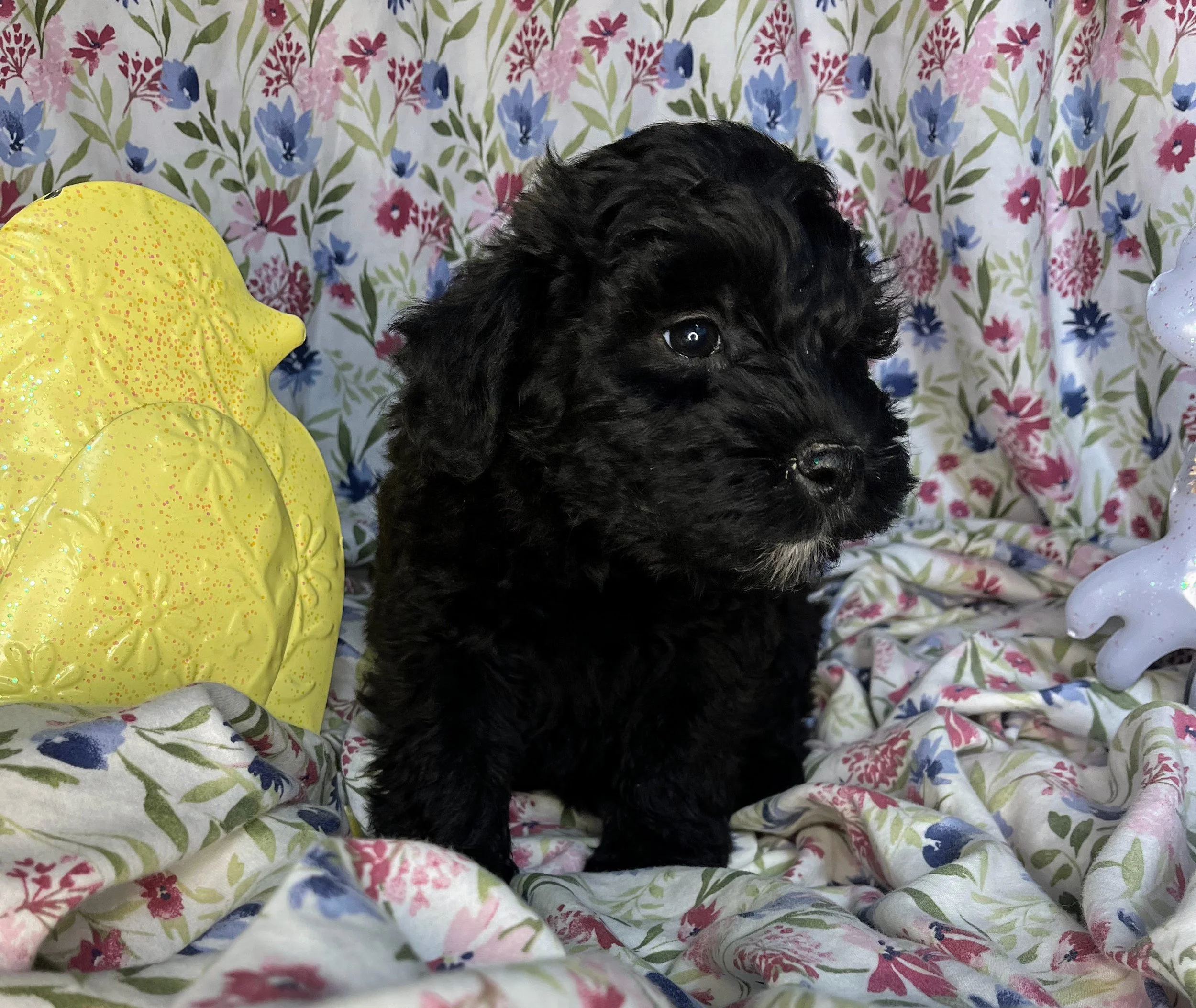 Rolo 04132026 (3).jpg