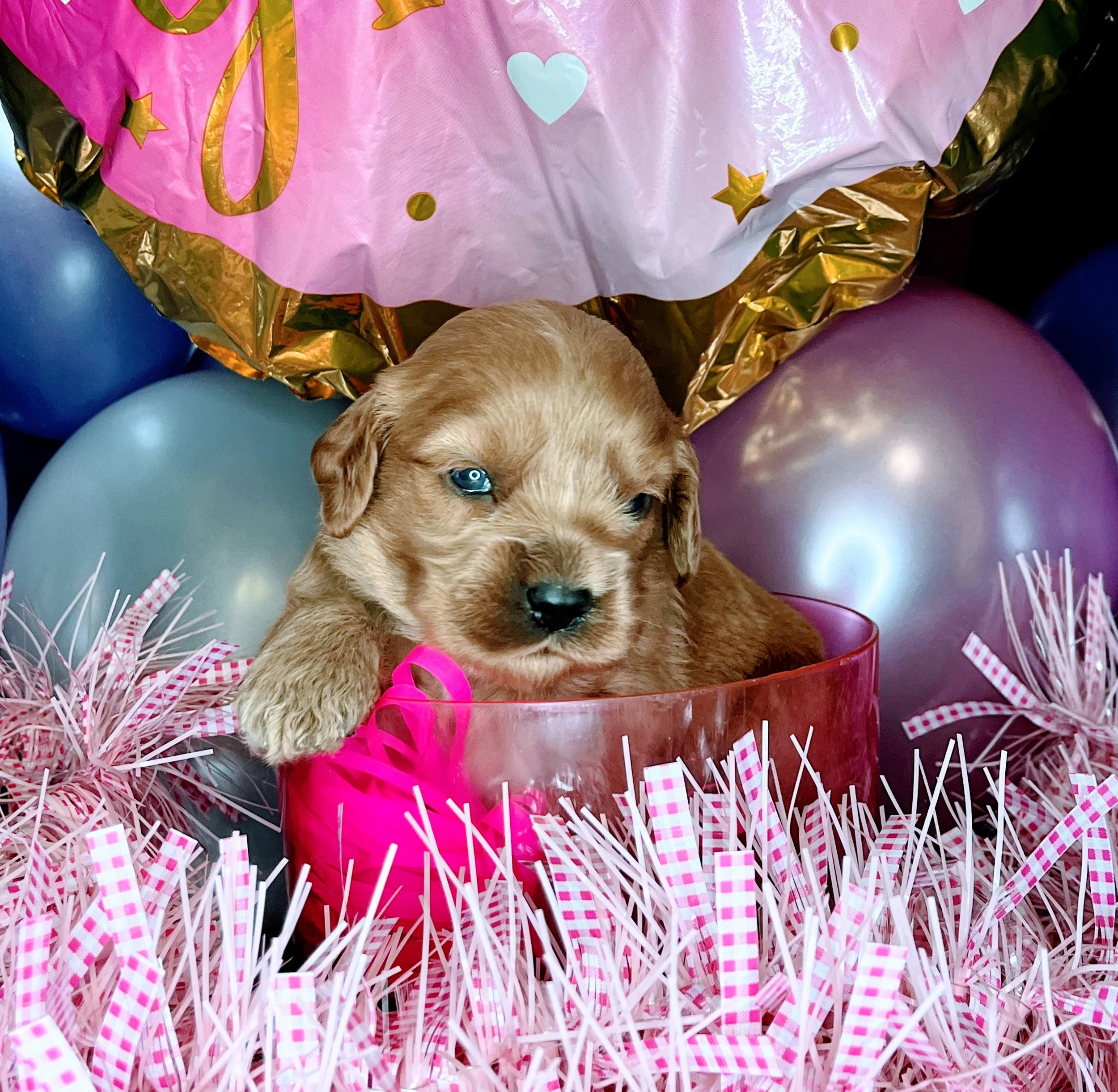 Caprice - purple (1).jpg