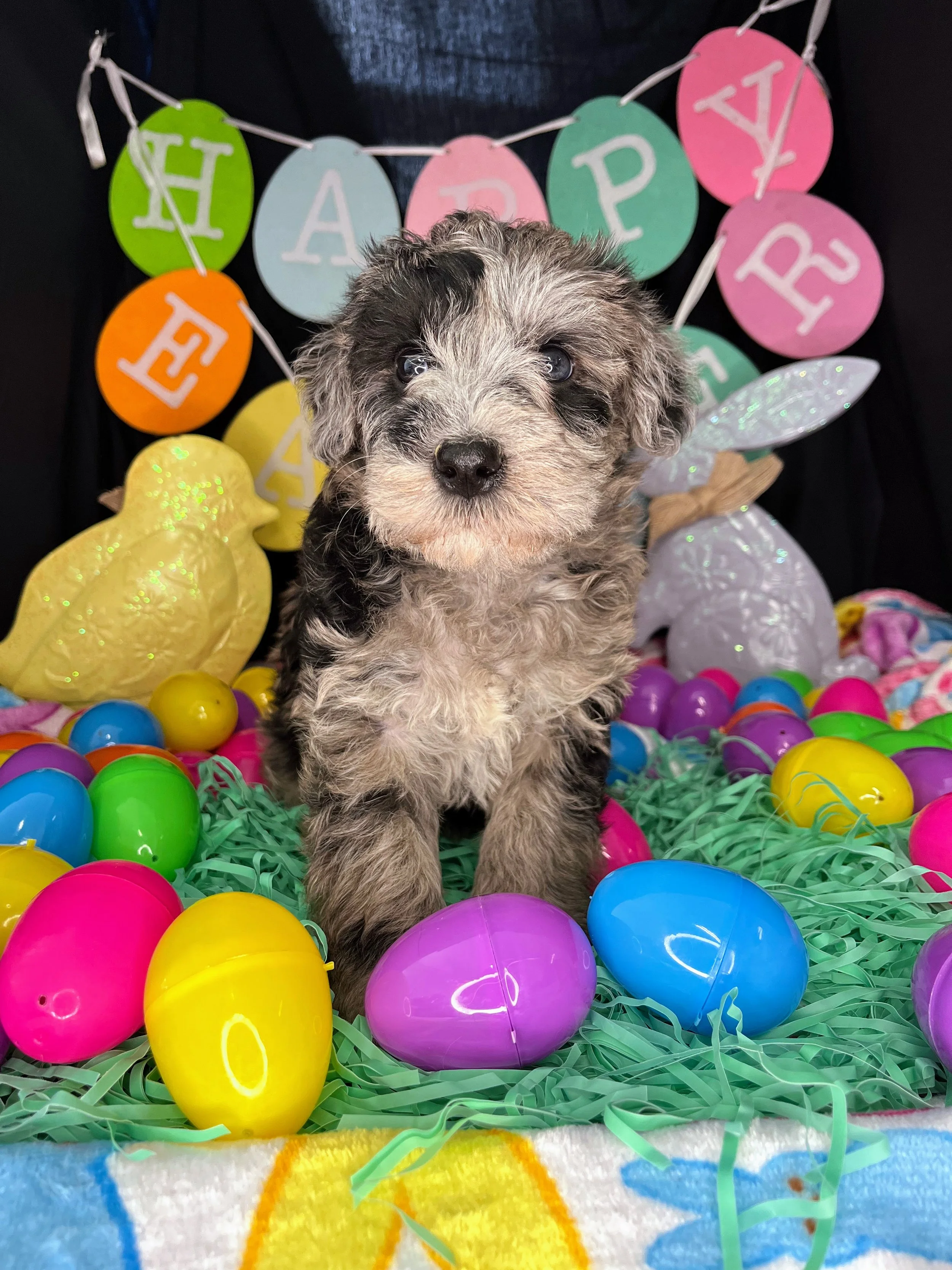 Lindor 04032026 (4).jpg