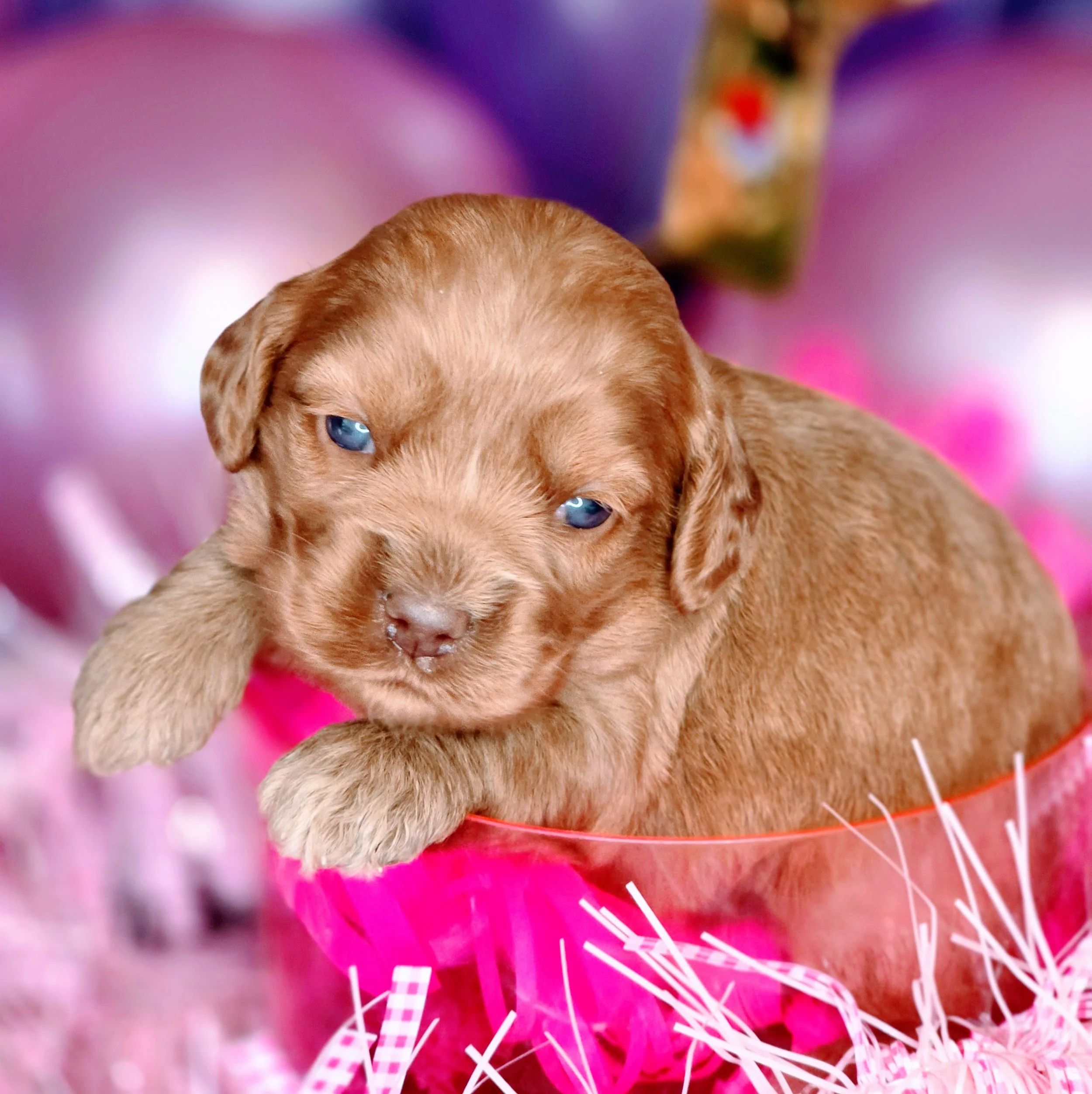 Chevelle - pink (4).jpg