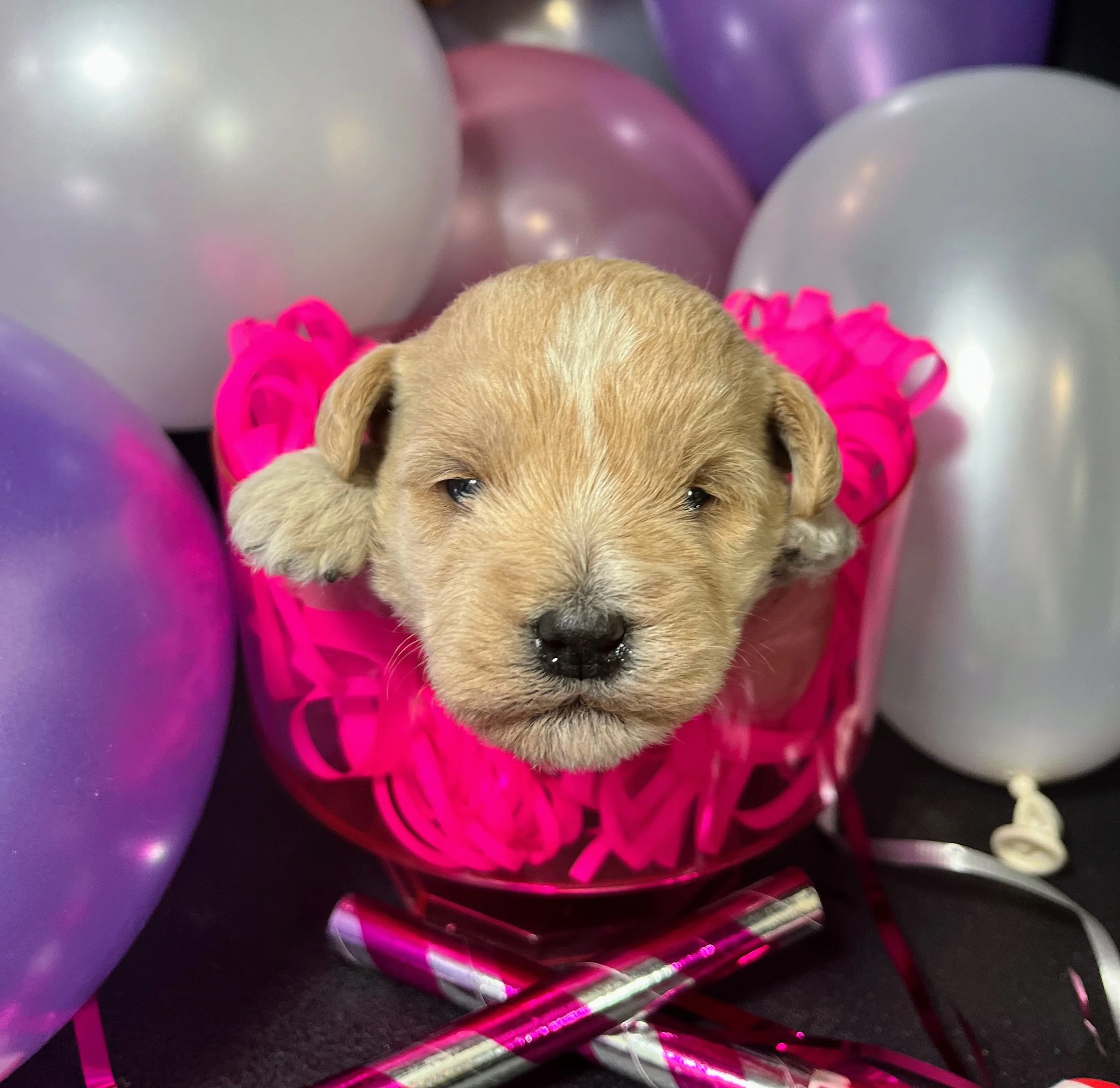 Brown girl - Snickers (2).jpg