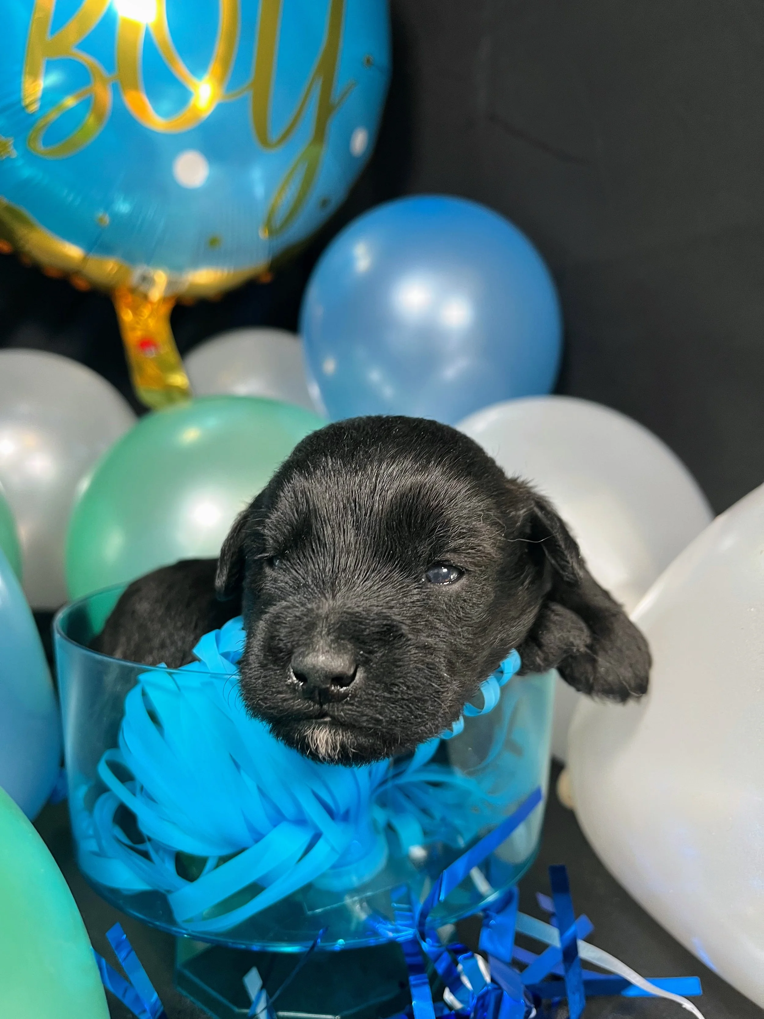 Blue boy - Mars (6).jpg