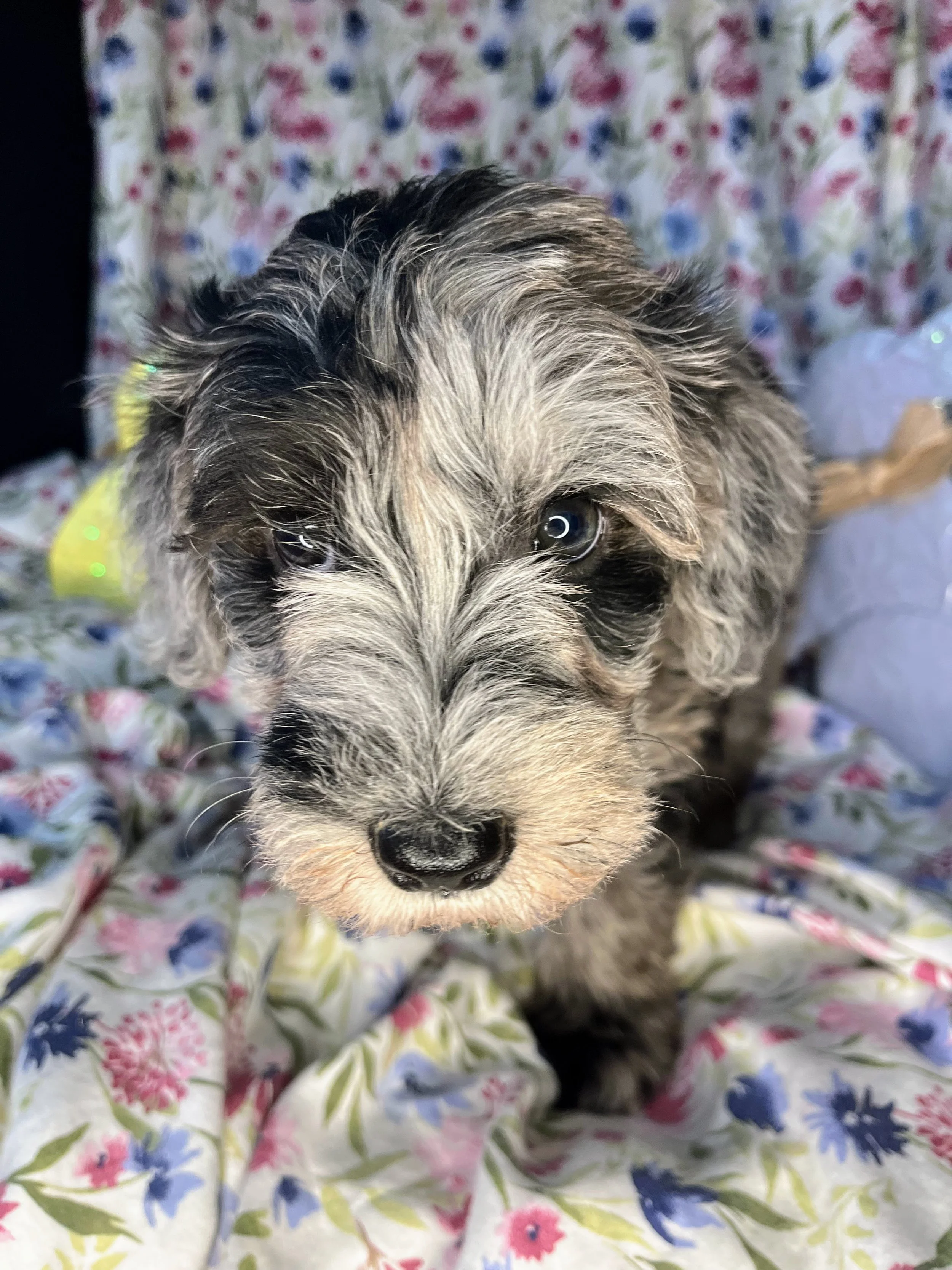 Lindor 04132026 (2).jpg