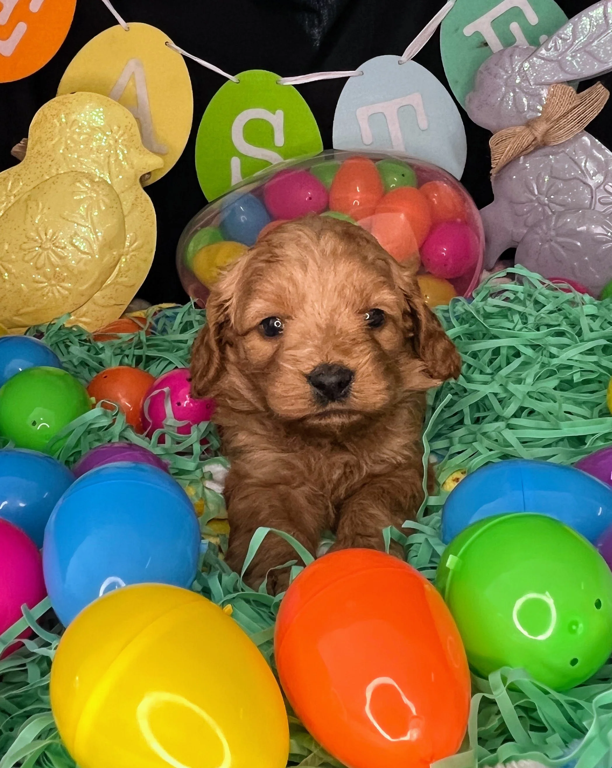 Vega 04032026 (1).jpg