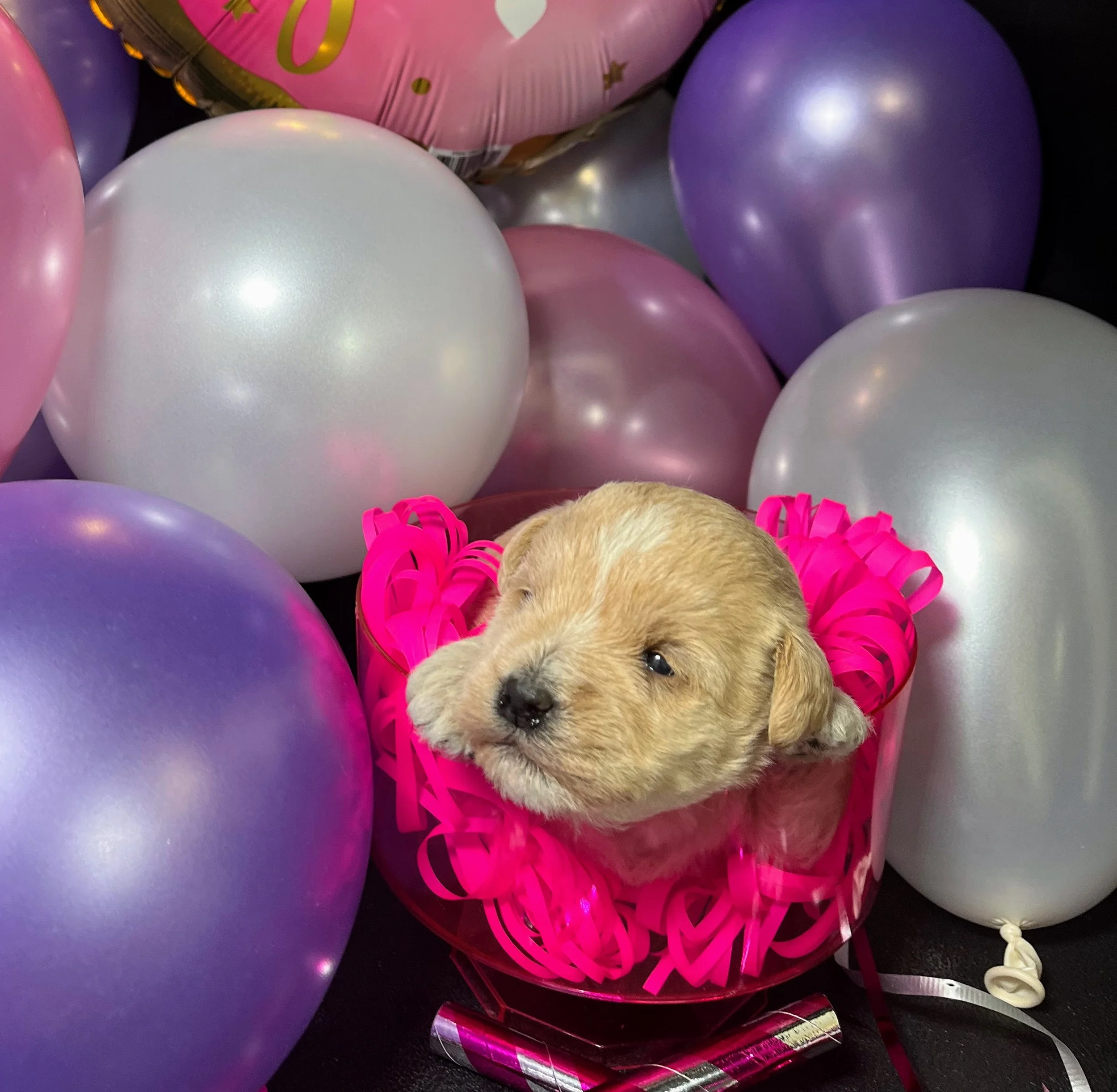 Brown girl - Snickers (1).jpg