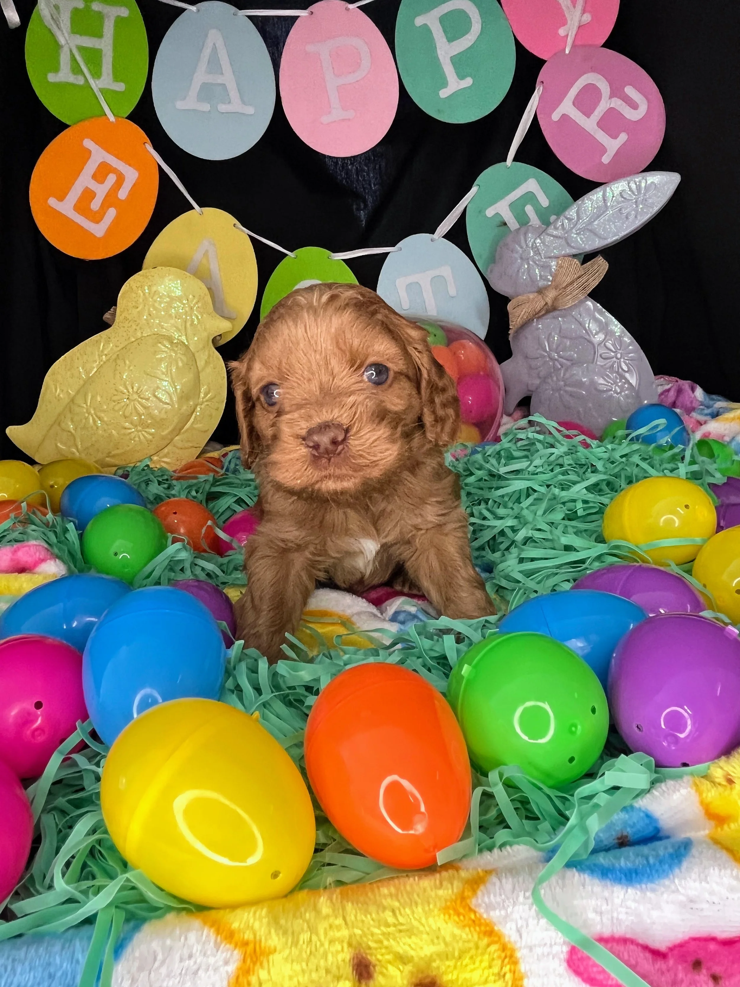 Chevelle 04032026 (4).jpg