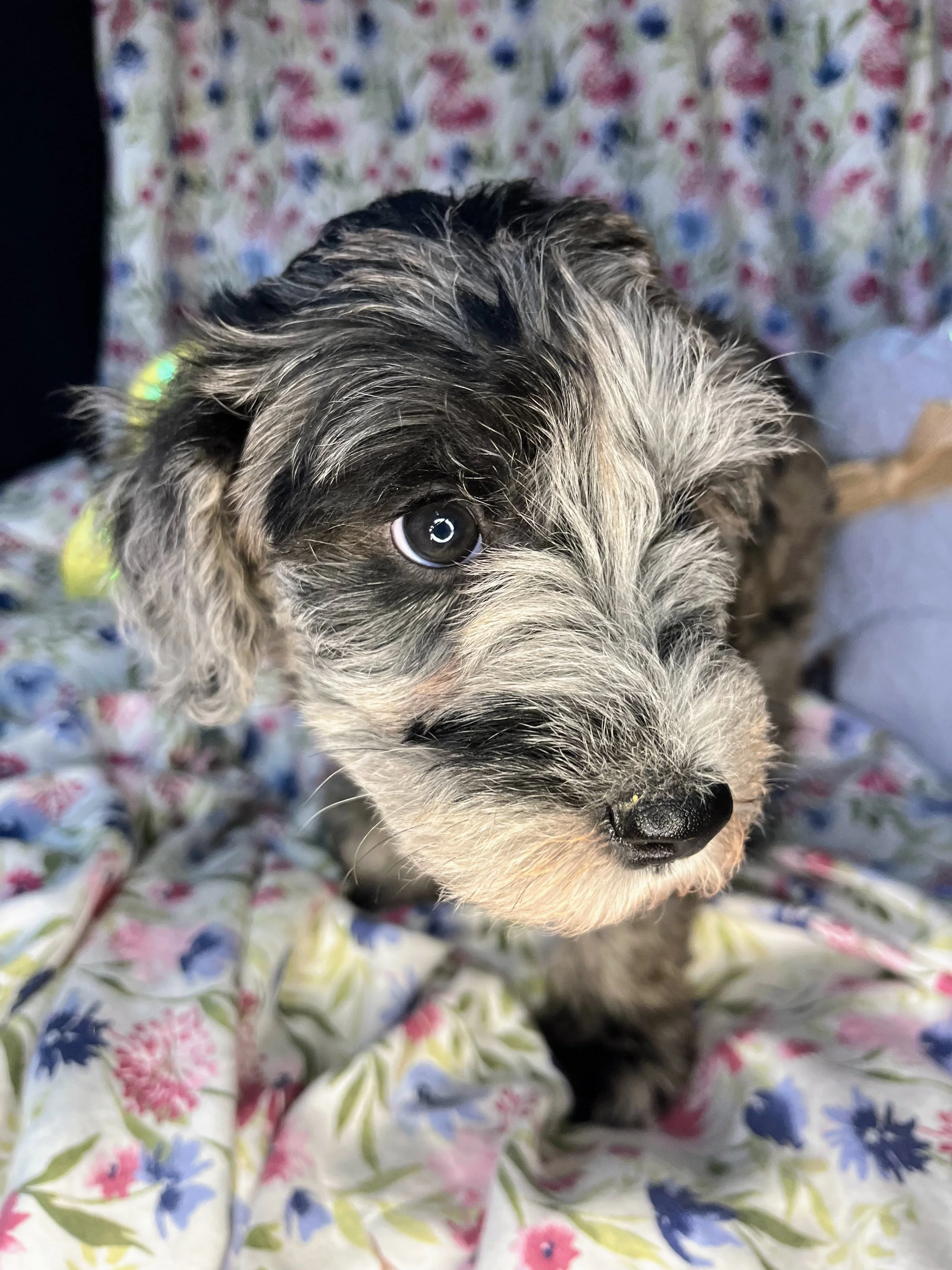 Lindor 04132026 (3).jpg