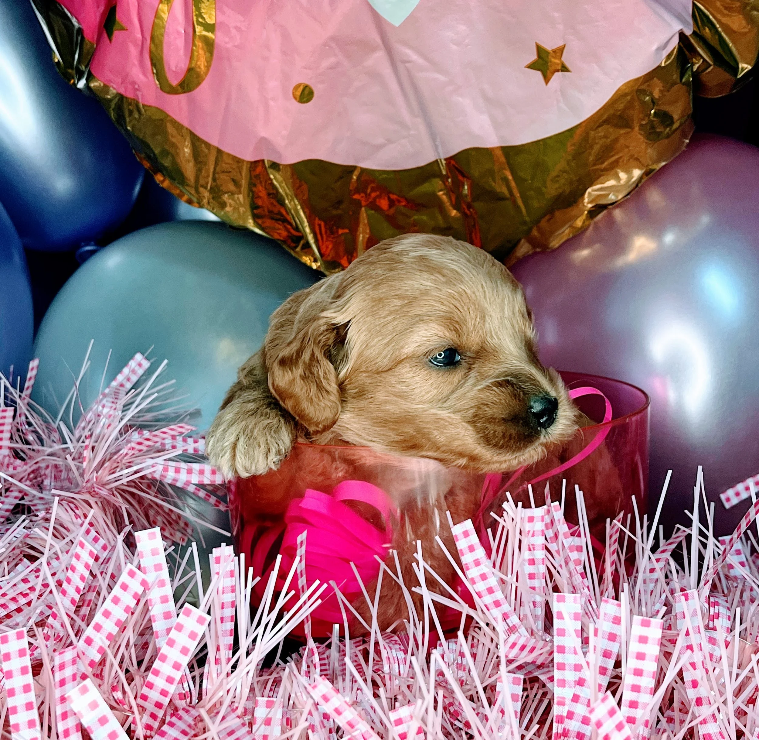 Vega - black (2).jpg