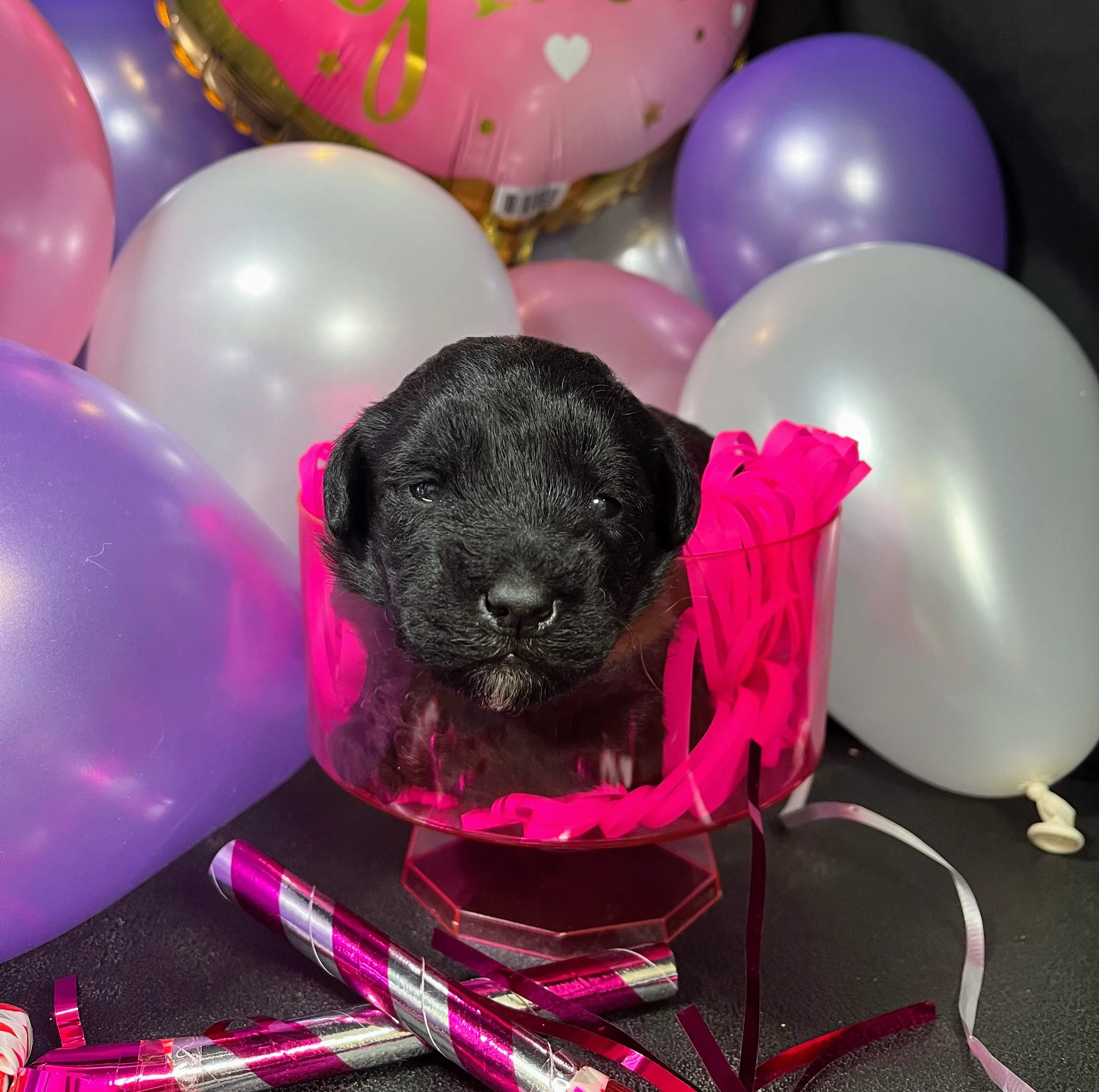 Orange girl - Rolo (1).jpg