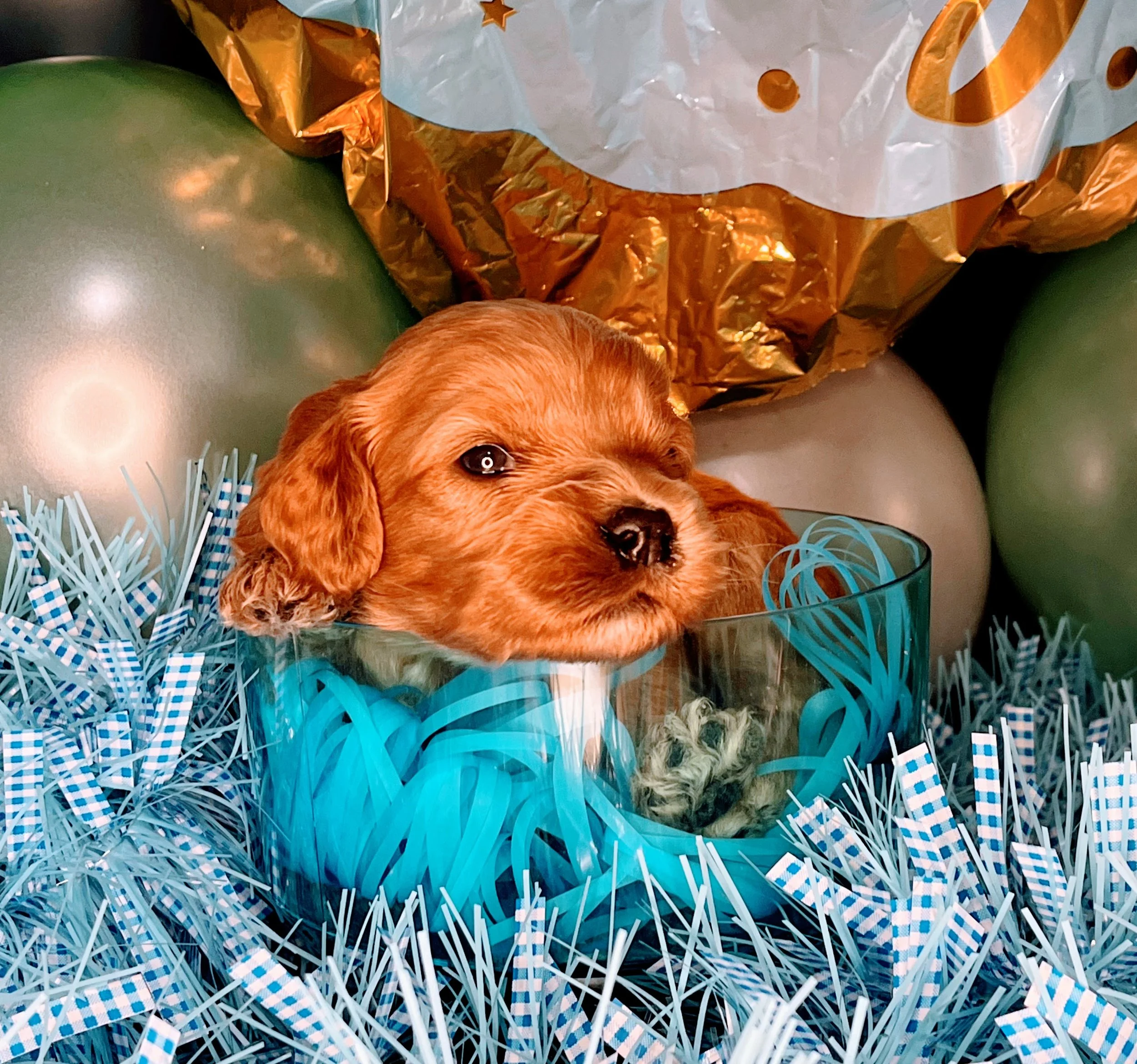 Astro - green (1).jpg