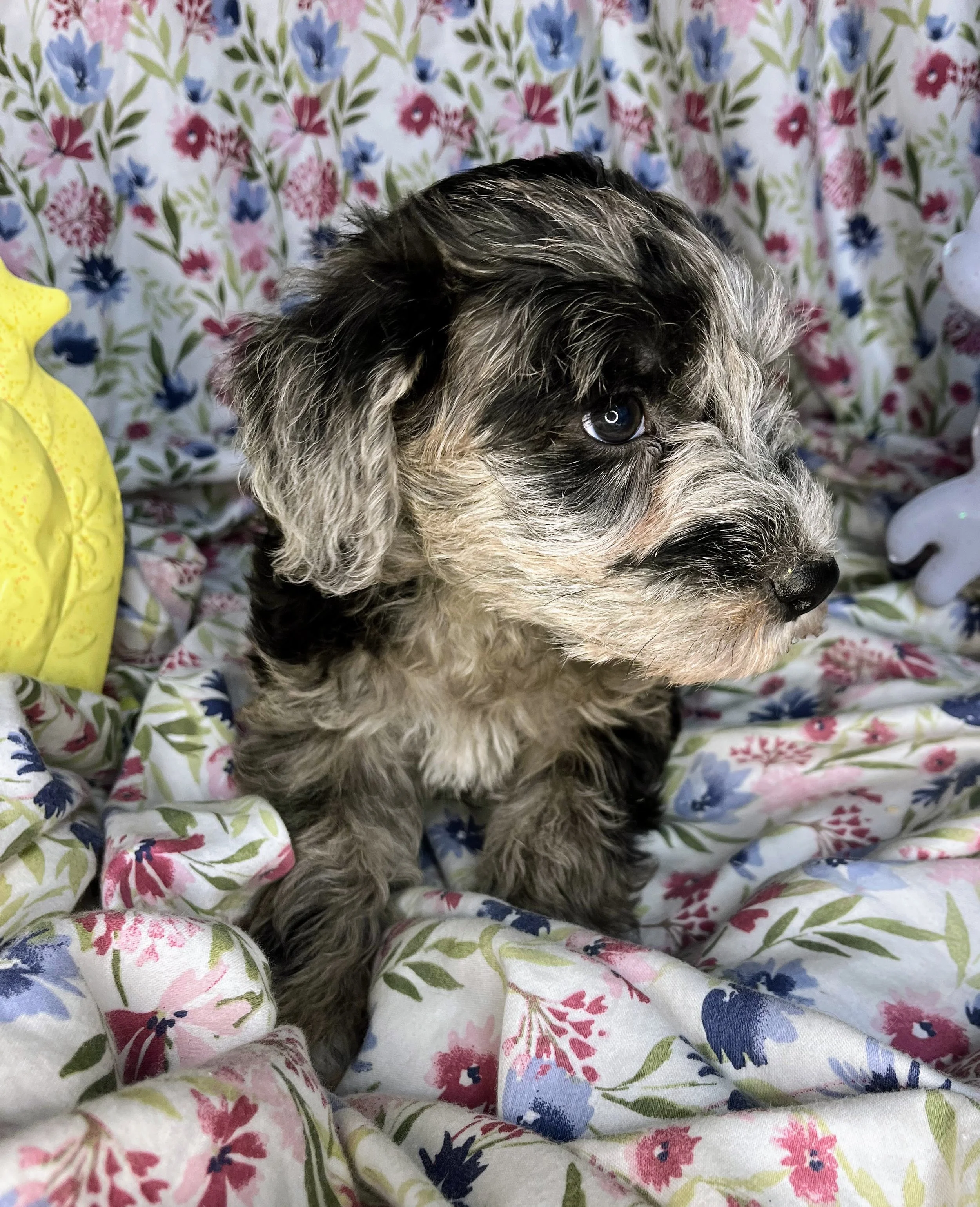 Lindor 04132026 (4).jpg