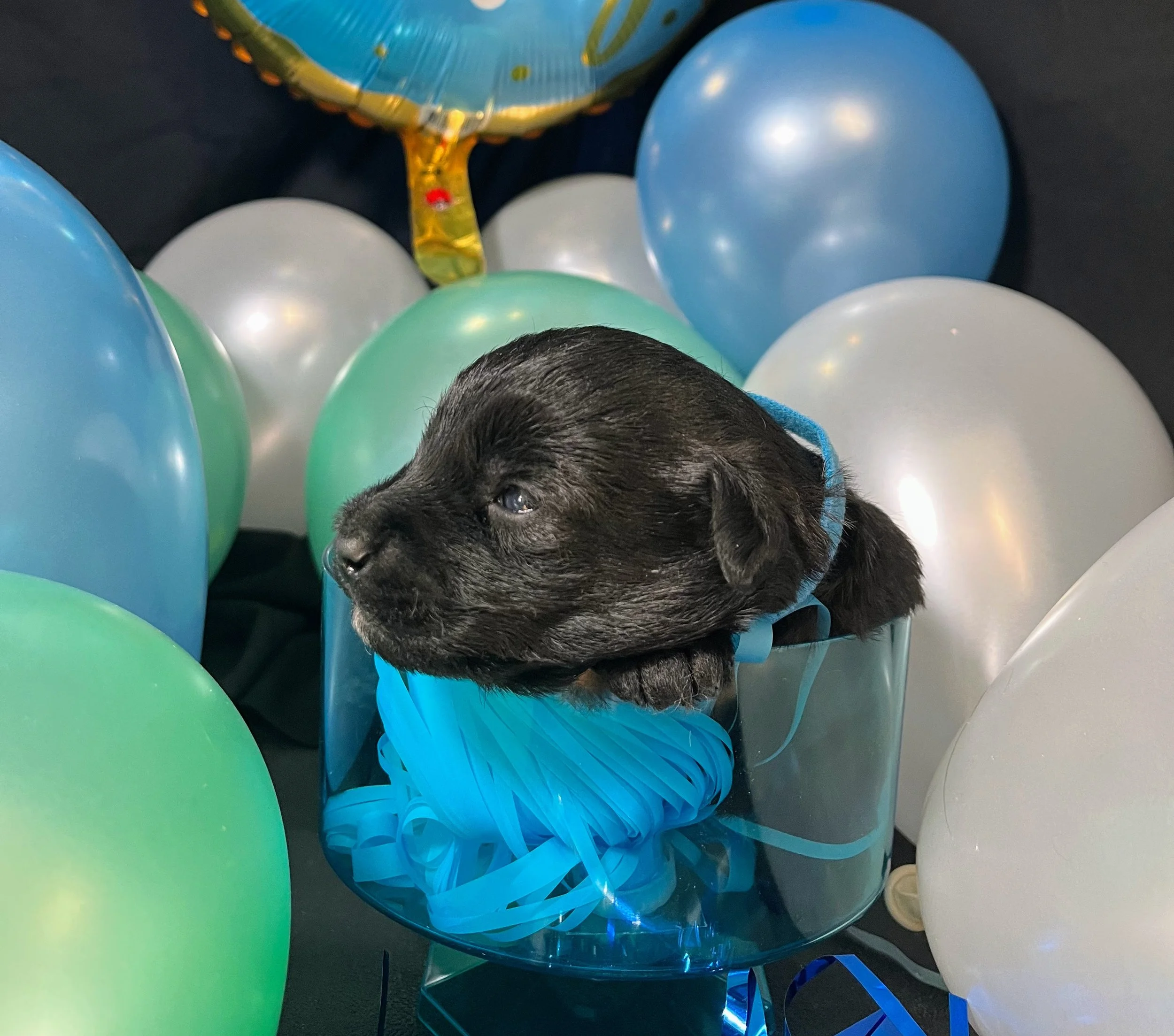 Blue boy - Mars (2).jpg