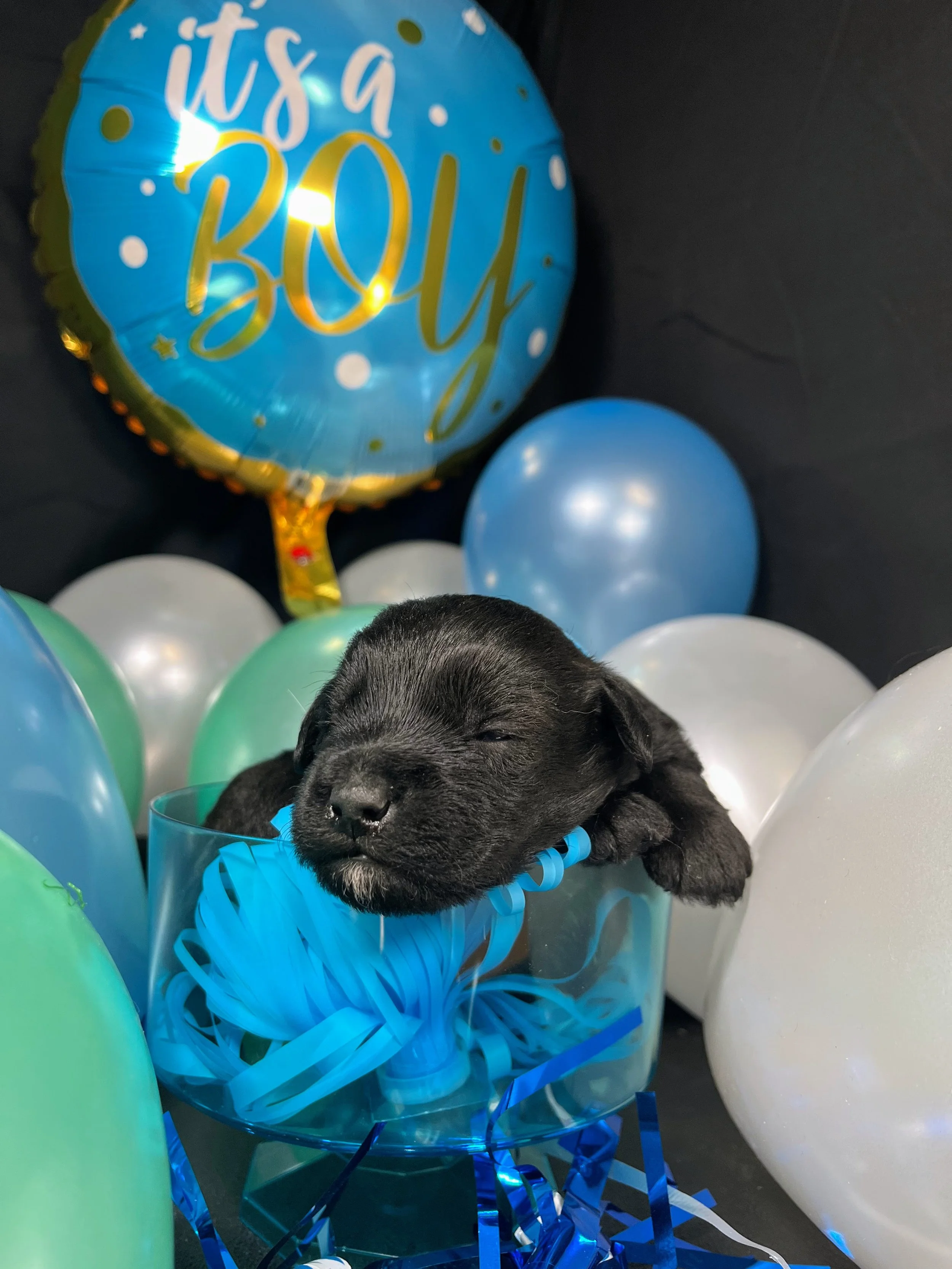 Blue boy - Mars (4).jpg